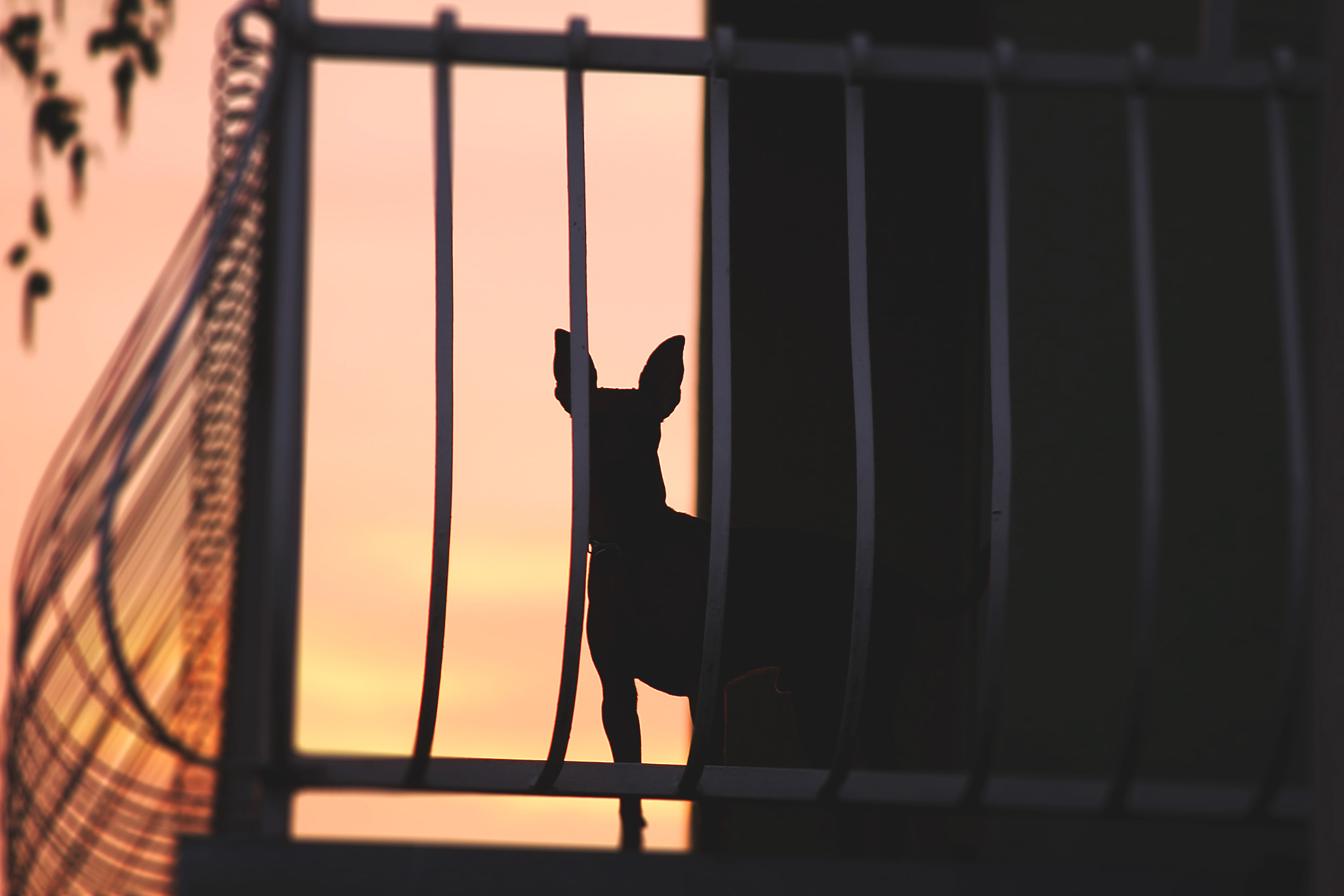 Canon EOS 550D (EOS Rebel T2i / EOS Kiss X4) sample photo. Dog silhouette photography