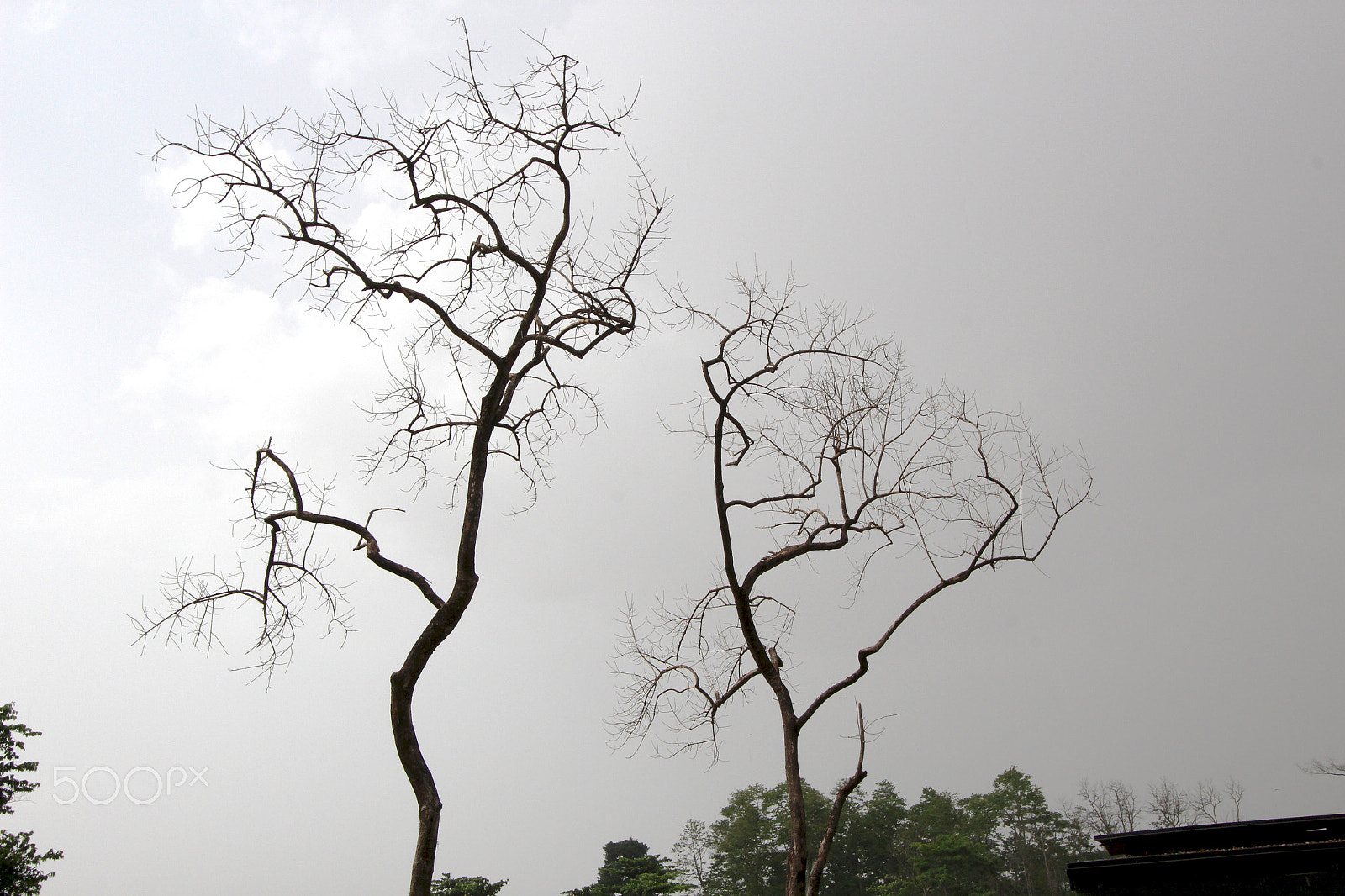 Canon EF-S 10-22mm F3.5-4.5 USM sample photo. Treeeee photography