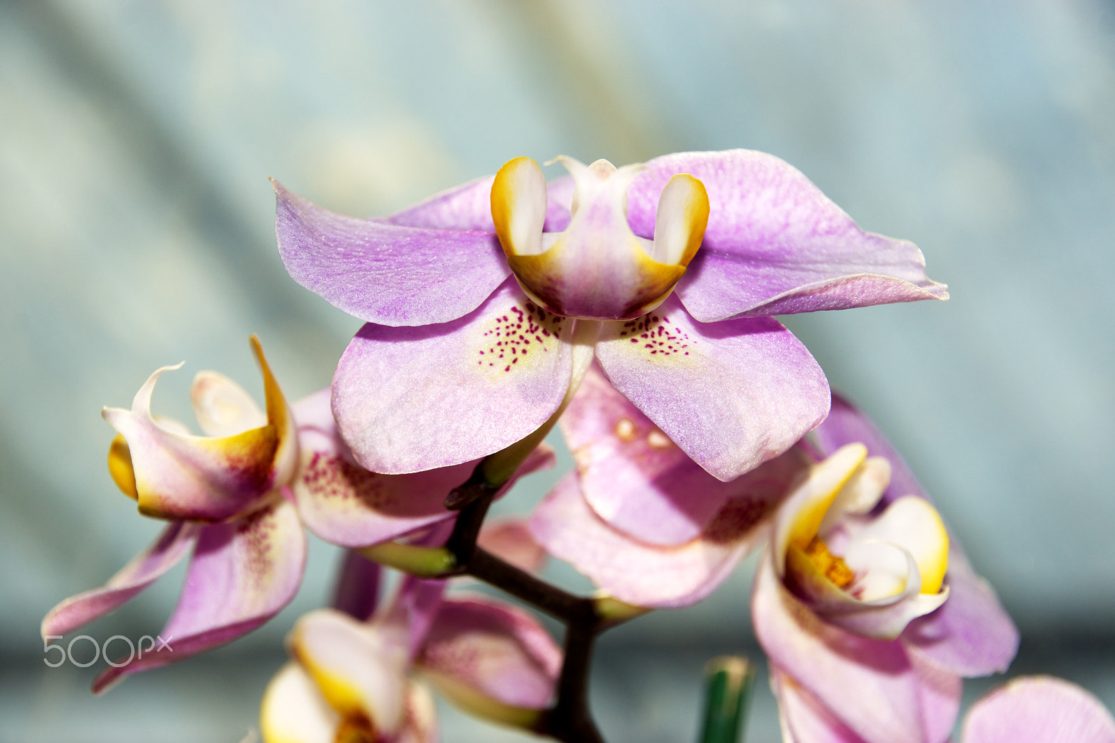 Tamron 18-270mm F3.5-6.3 Di II PZD sample photo. Orchid photography