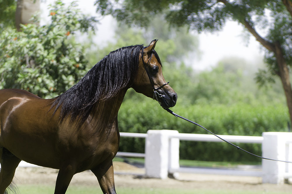 Nikon AF-S Nikkor 200-400mm F4G ED-IF VR sample photo. Horse photography
