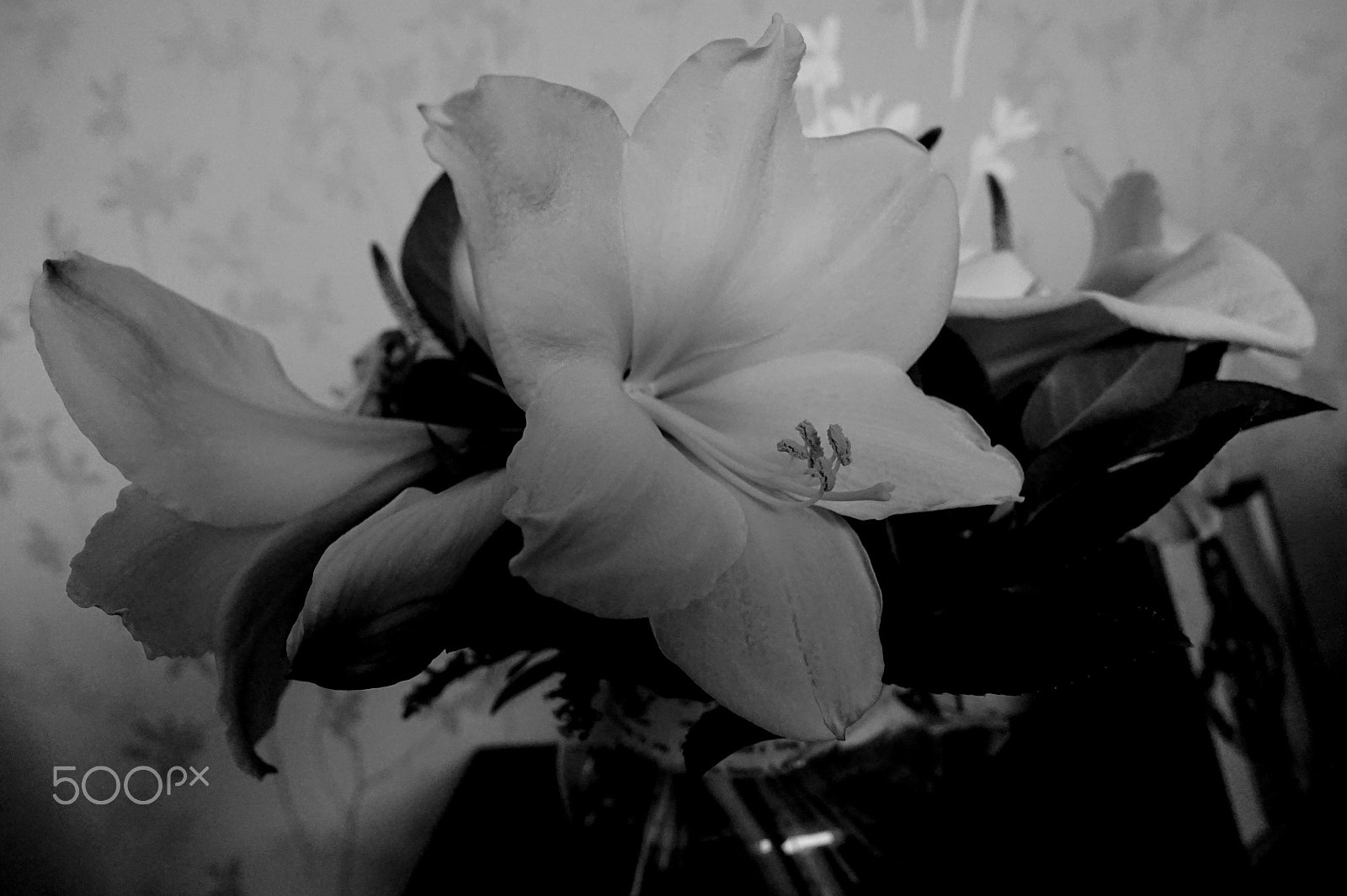 Sony Alpha a5000 (ILCE 5000) + ZEISS Touit 12mm F2.8 sample photo. Amaryllis b&w photography