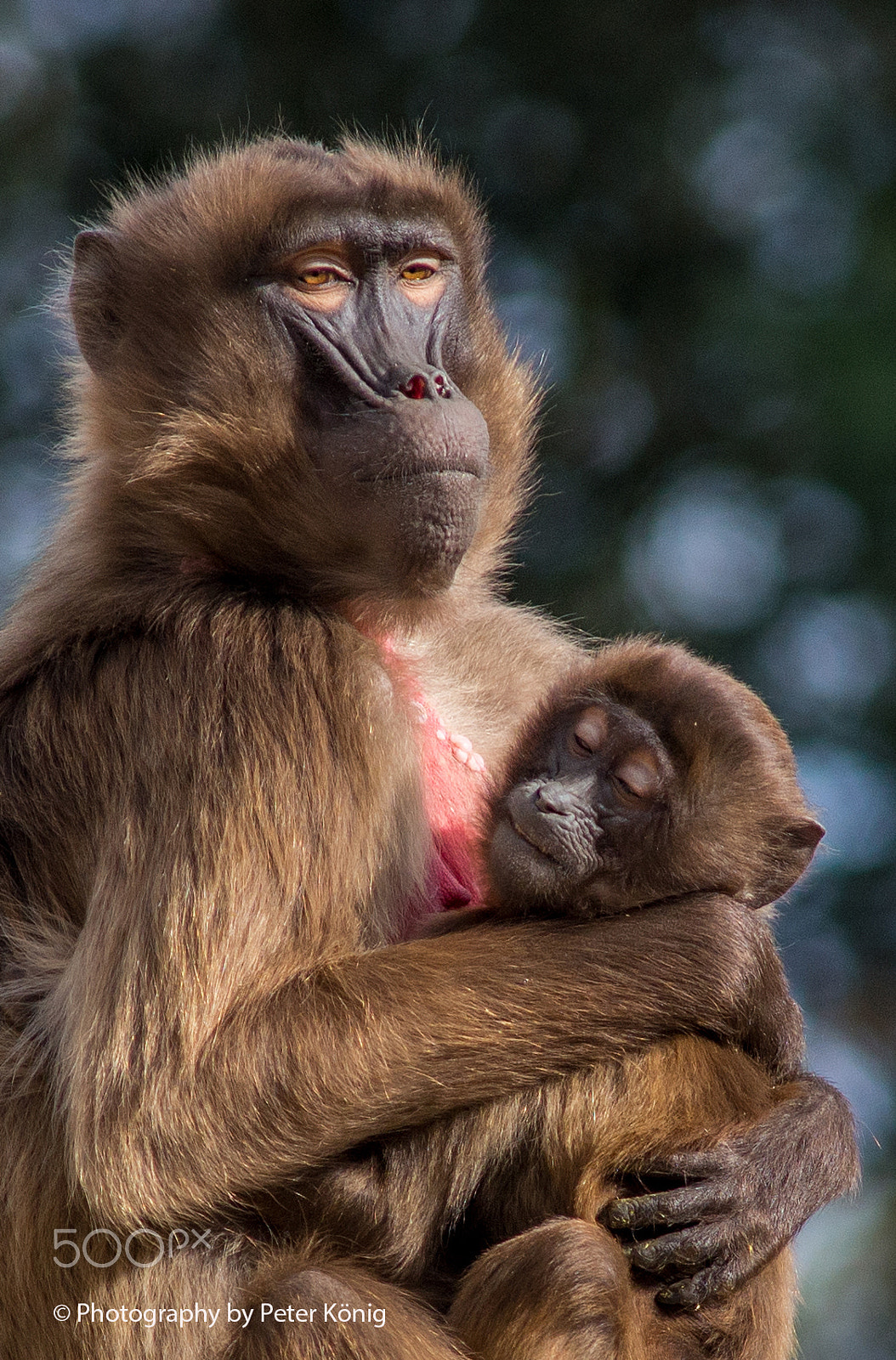 AF Nikkor 300mm f/4 IF-ED sample photo. Proud mother with her child photography