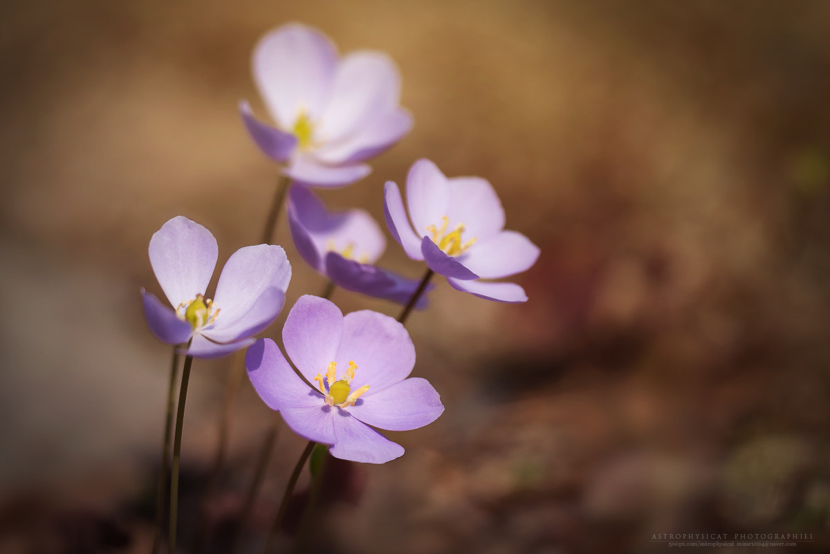 Sigma 150mm F2.8 EX DG OS Macro HSM sample photo. ... photography