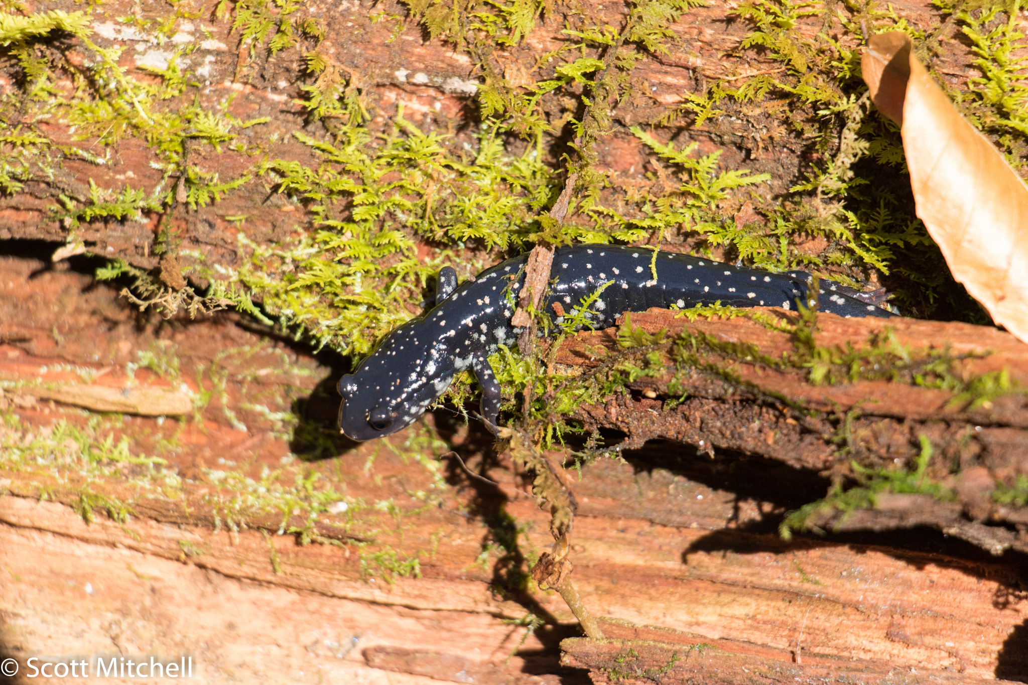 Canon EOS 760D (EOS Rebel T6s / EOS 8000D) sample photo. Slimy salamander photography