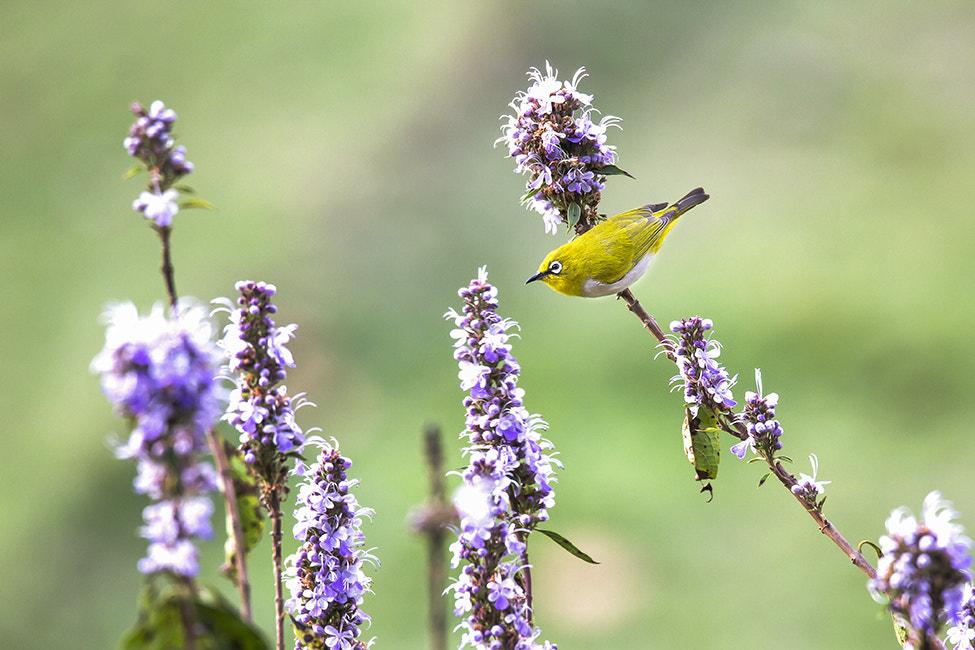 Sigma 150-600mm F5-6.3 DG OS HSM | C sample photo. Oriental white eye photography