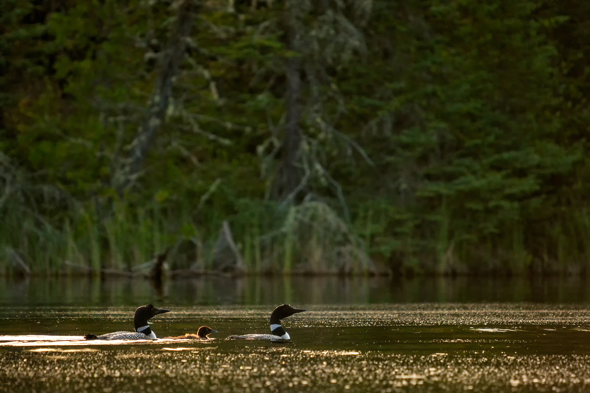 Sony Alpha DSLR-A700 + Minolta AF 300mm F2.8 HS-APO G sample photo. 'an evening's swim ... ' photography