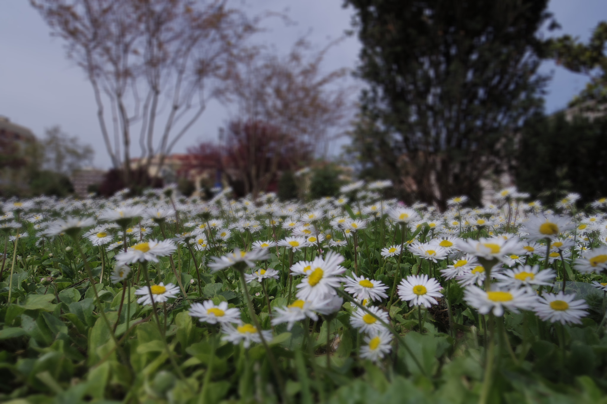 Pentax 02 Standard Zoom sample photo. Margherite photography