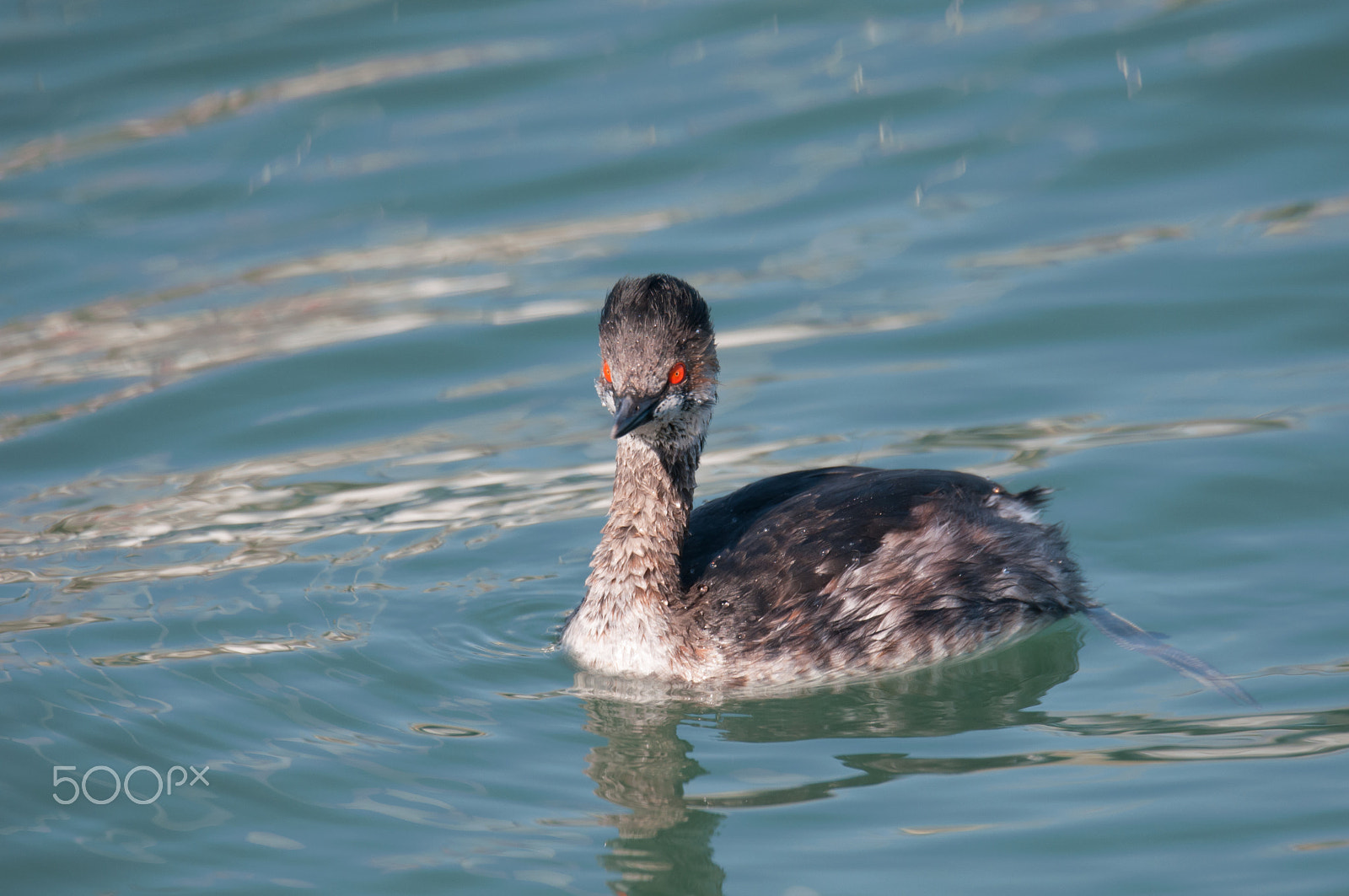 Sigma 150-600mm F5-6.3 DG OS HSM | S sample photo. Black-necked grebe. photography