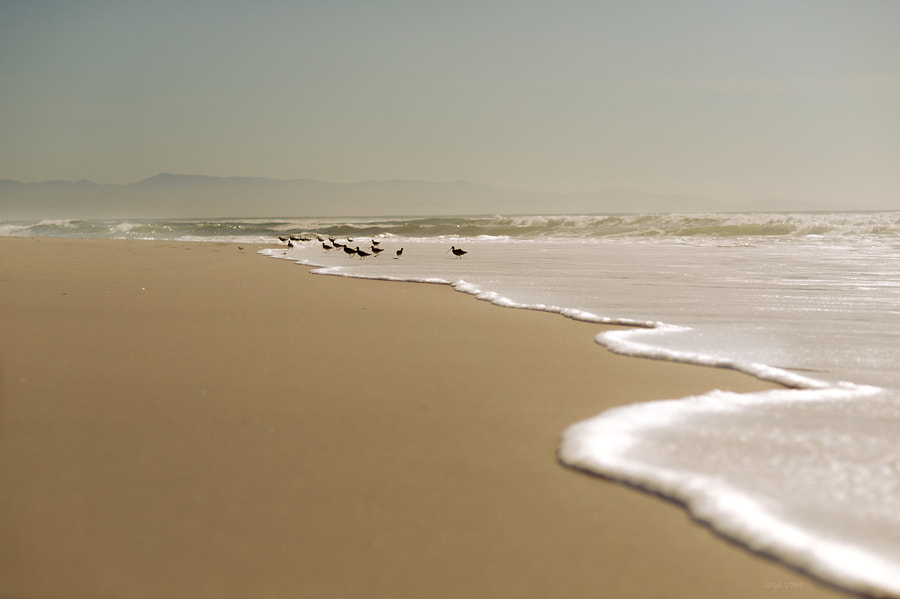 Nikon D600 + AF Nikkor 85mm f/1.8 sample photo. Sandpipers photography