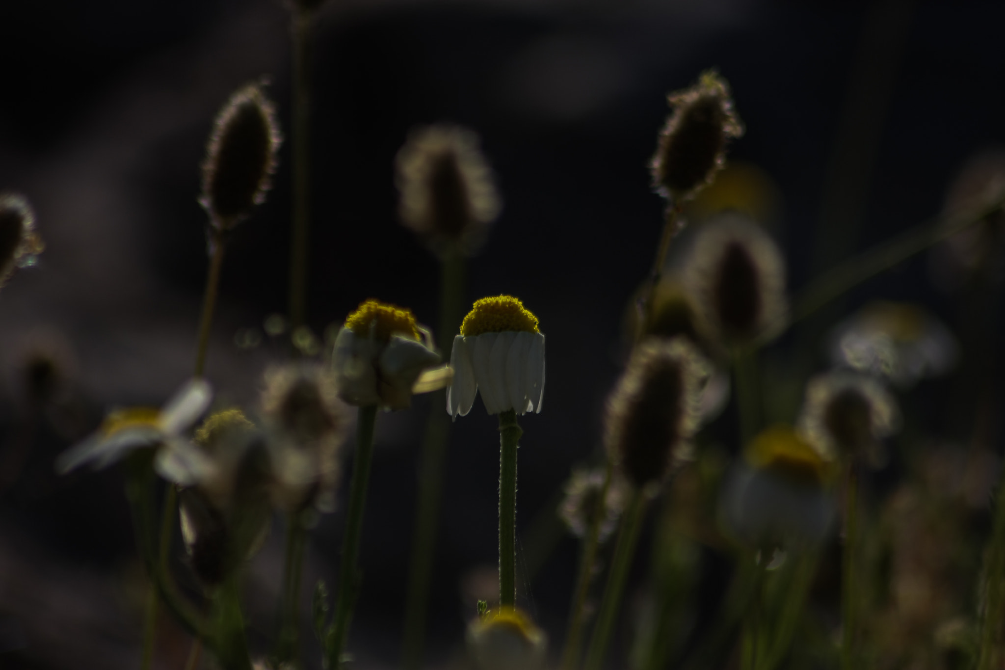 Sigma 70-300mm F4-5.6 APO DG Macro sample photo. Light my way photography