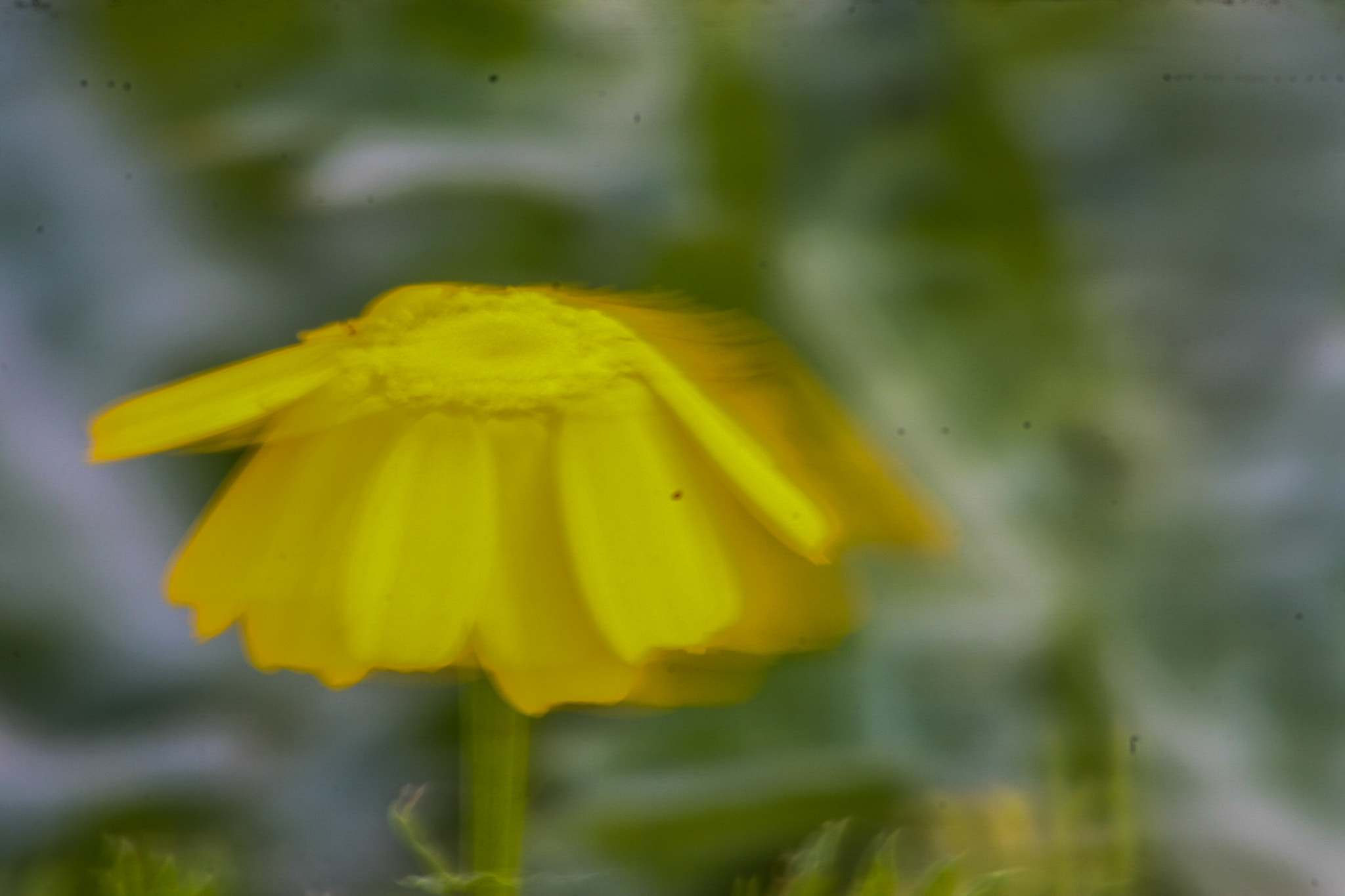 Sigma 70-300mm F4-5.6 APO DG Macro sample photo. Move photography