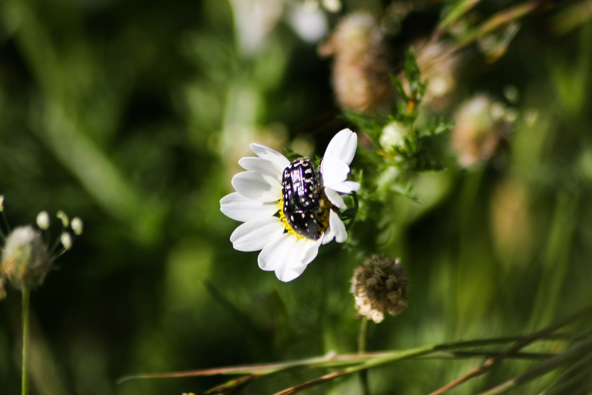 Sigma 70-300mm F4-5.6 APO DG Macro sample photo. My silent place photography