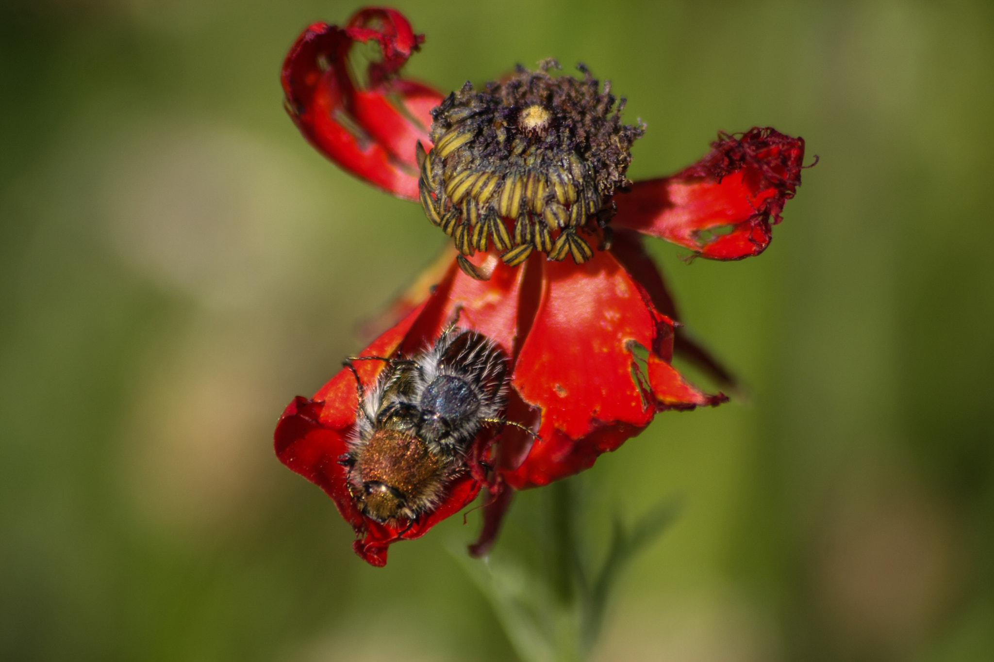 Sigma 70-300mm F4-5.6 APO DG Macro sample photo. Rest in mama nature shoulder photography