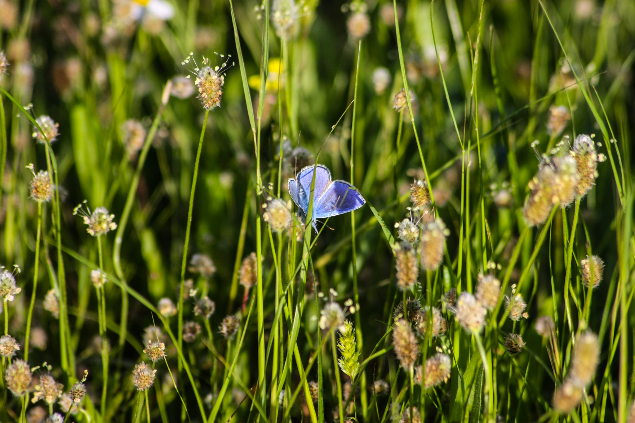 Sigma 70-300mm F4-5.6 APO DG Macro sample photo. Feels like spring photography