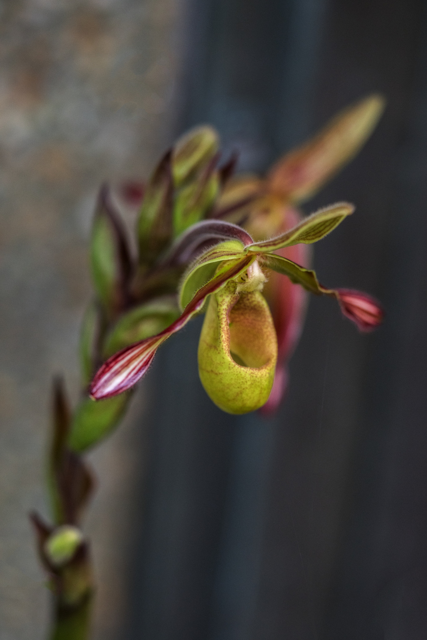Sony a6300 + Sony FE 90mm F2.8 Macro G OSS sample photo. Orchid photography