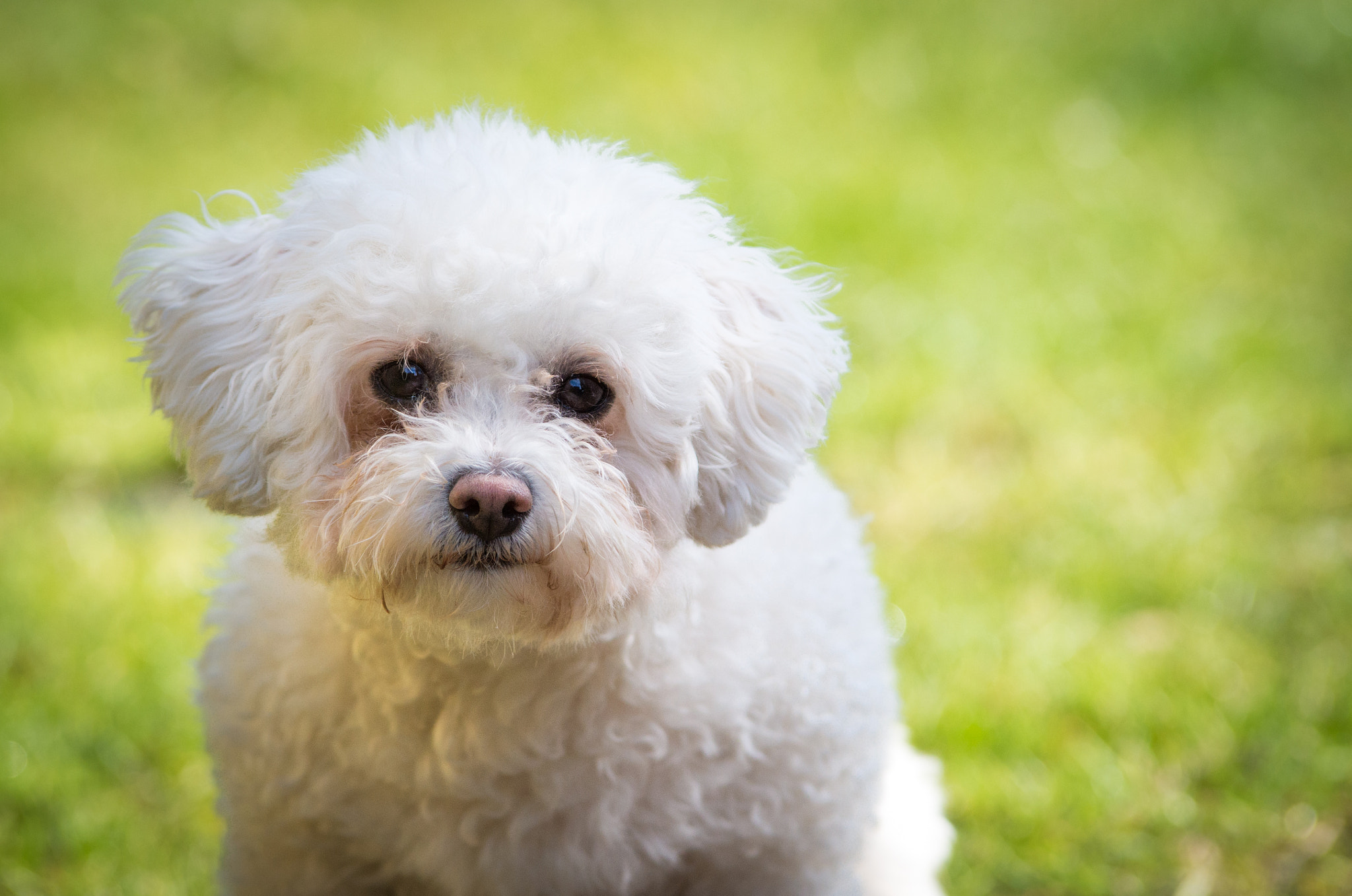 Pentax K-50 sample photo. Posing bichon photography