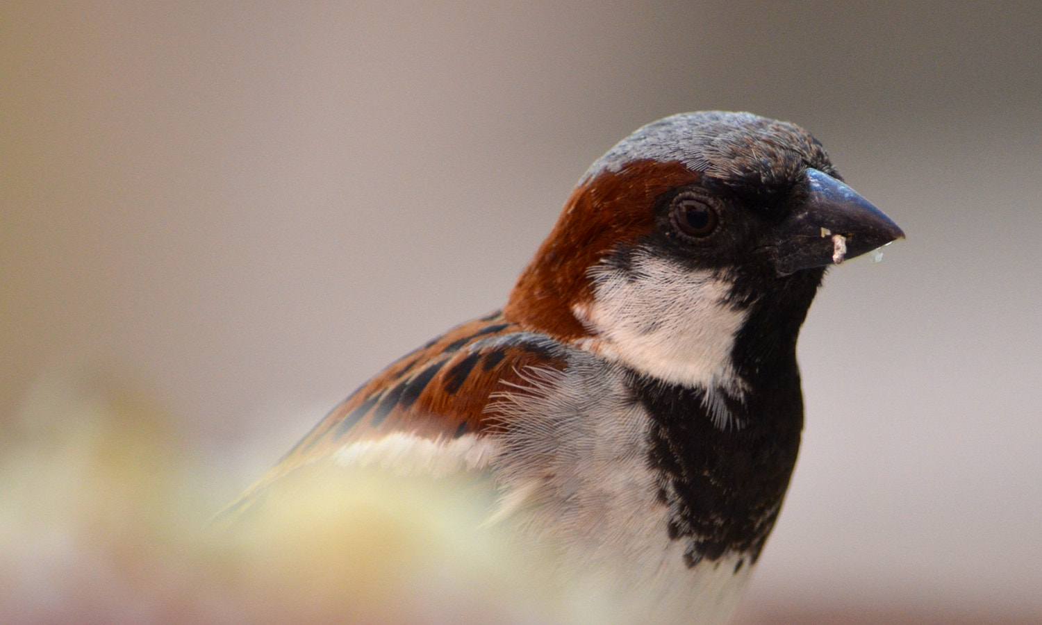 IX-Nikkor 60-180mm f/4-5.6 sample photo. Sparrow photography