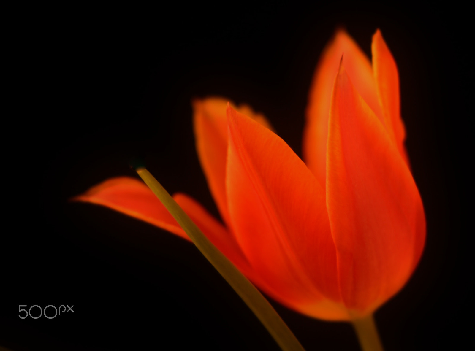 Nikon D810 + Sigma 50-150mm F2.8 EX APO DC OS HSM sample photo. Tulip-2 photography