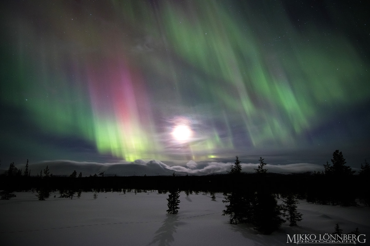 Canon EOS 5DS R + Canon EF 300mm f/2.8L sample photo. Lapland night photography