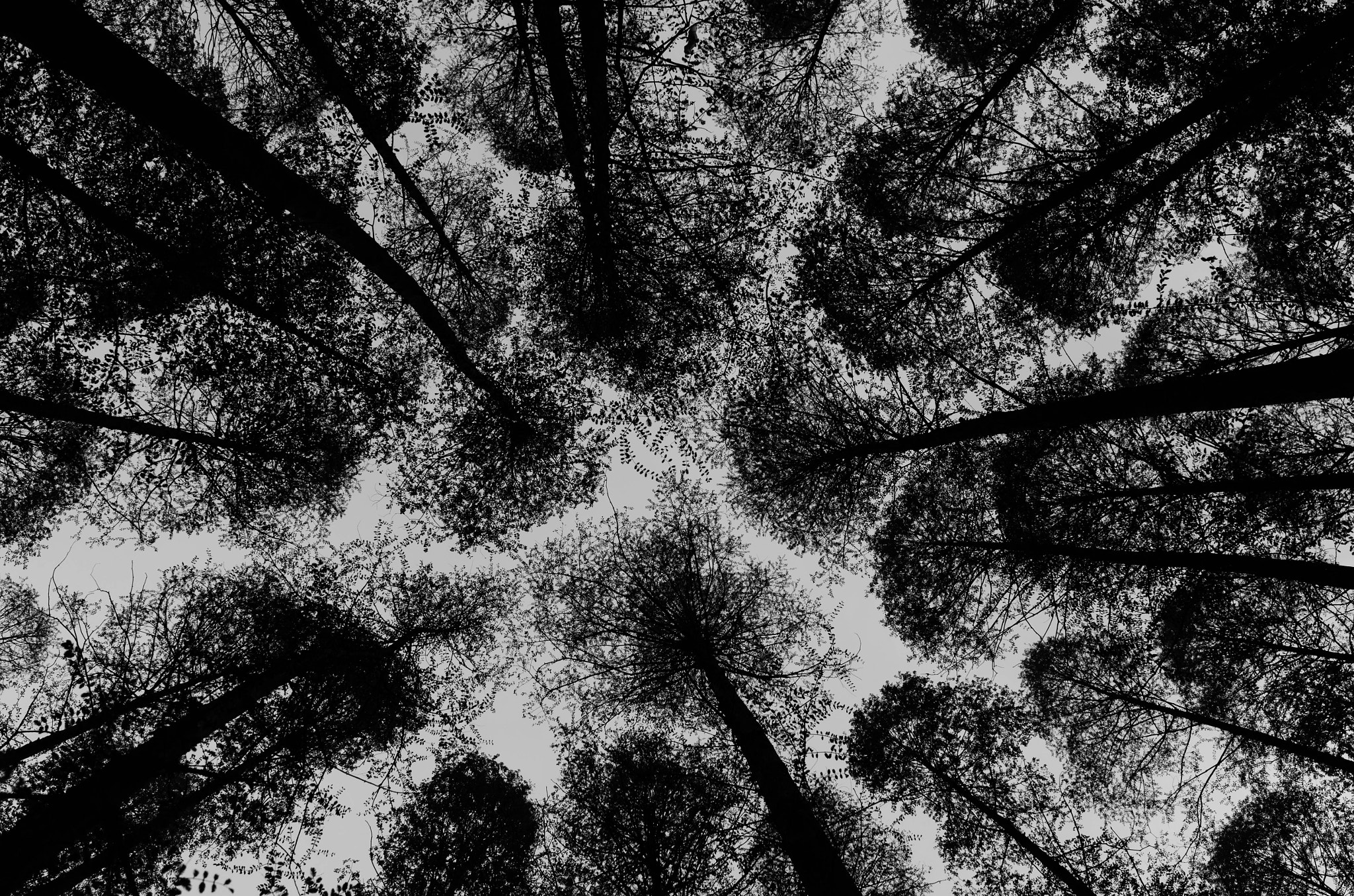 Nikon AF-S Nikkor 18-35mm F3.5-4.5G ED sample photo. Trees photography
