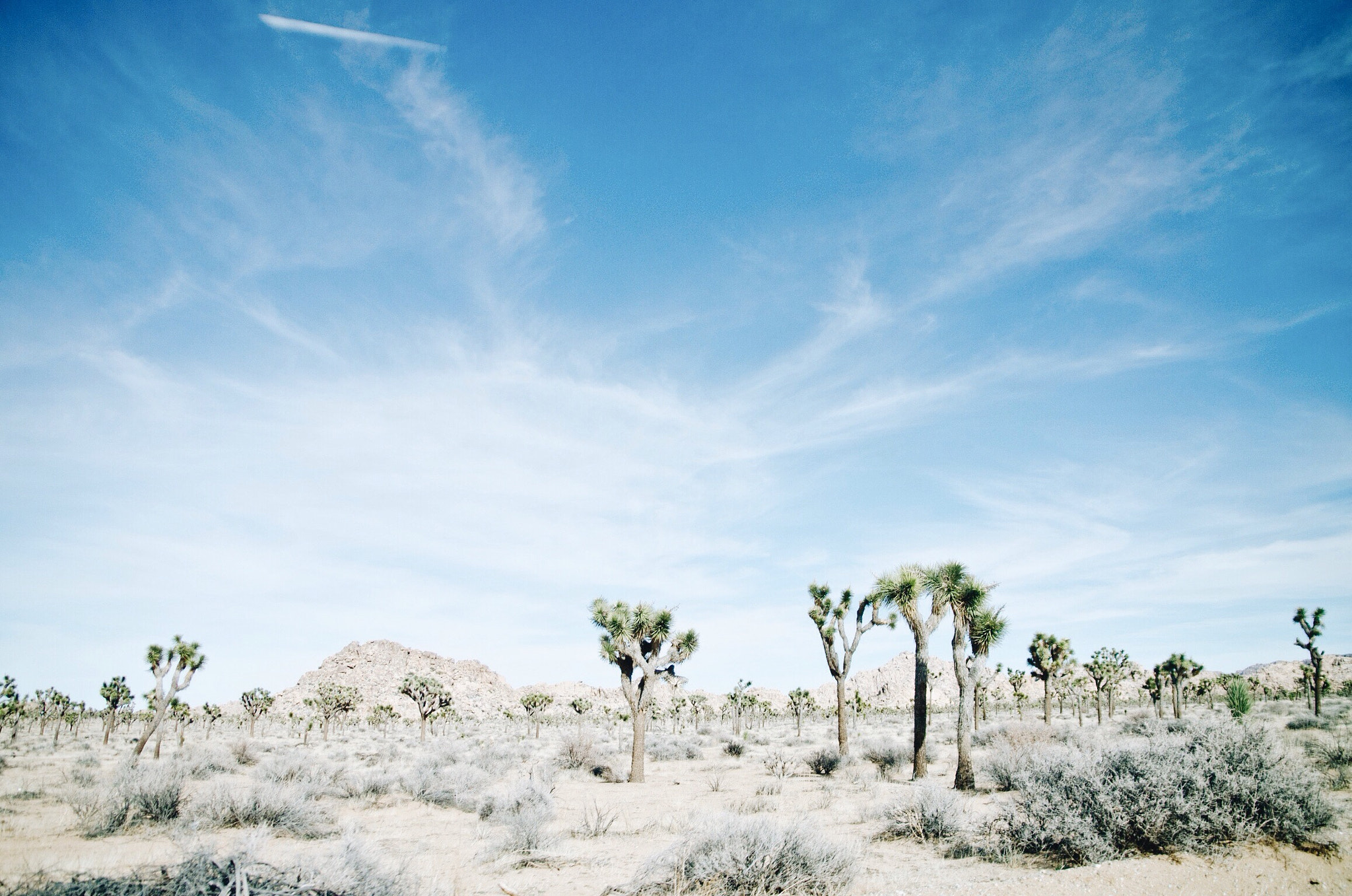 Sigma 17-70mm F2.8-4.5 DC Macro Asp. IF sample photo. Joshua tree nationalpark, ca photography