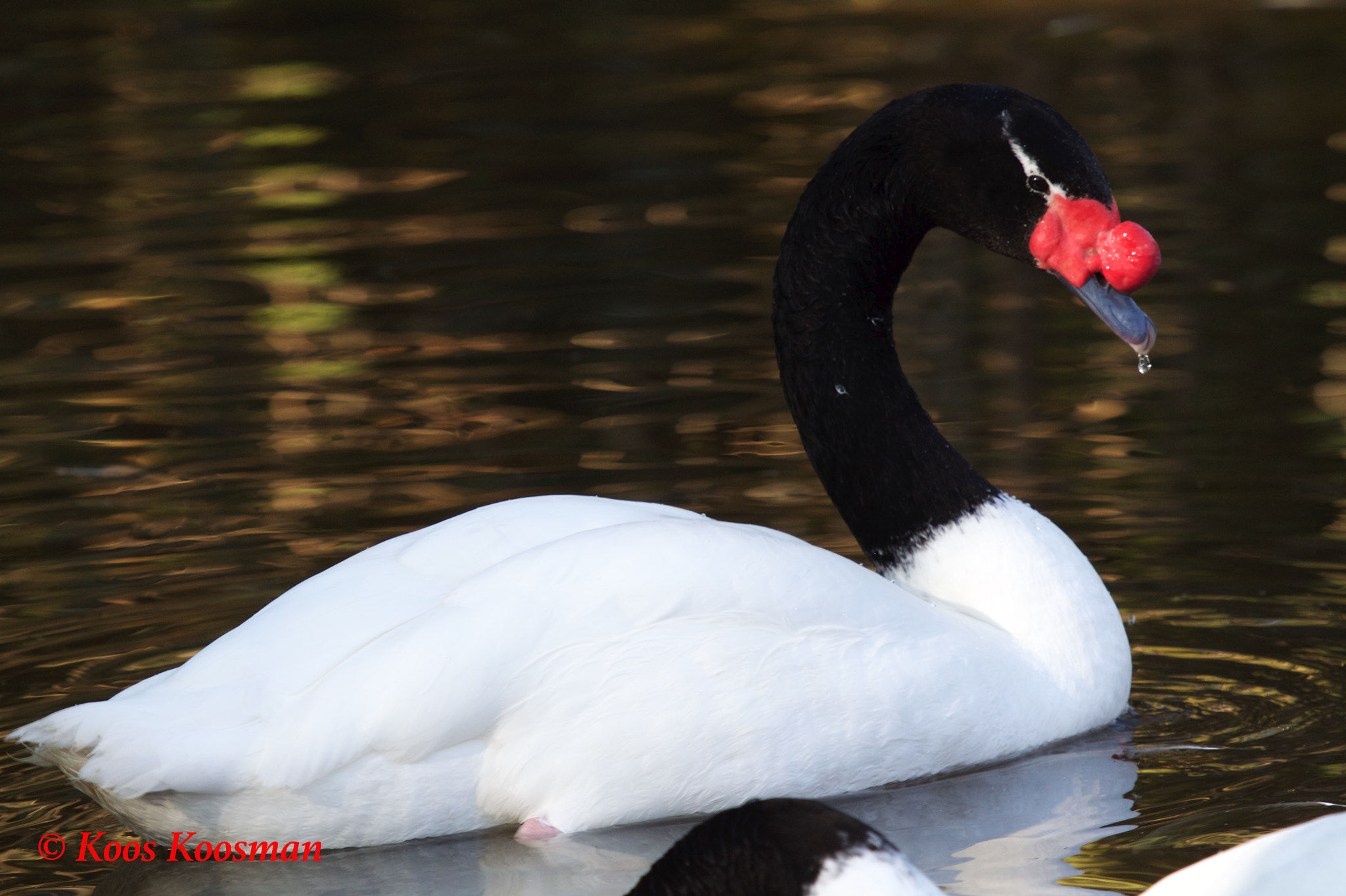 Canon EOS 500D (EOS Rebel T1i / EOS Kiss X3) + Canon EF 100-400mm F4.5-5.6L IS USM sample photo. Black-necked swan photography