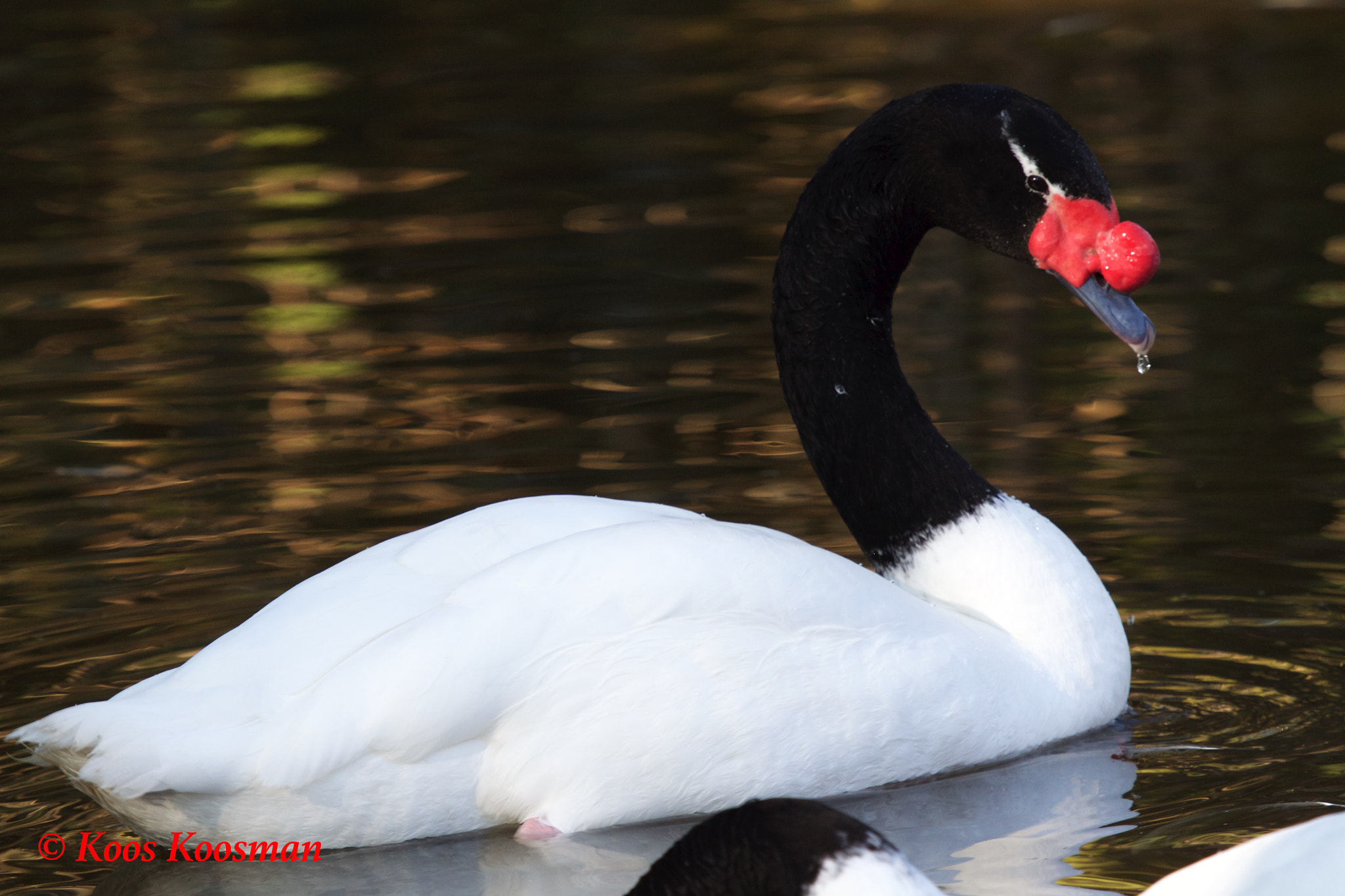 Canon EF 100-400mm F4.5-5.6L IS USM sample photo. Black-necked swan photography