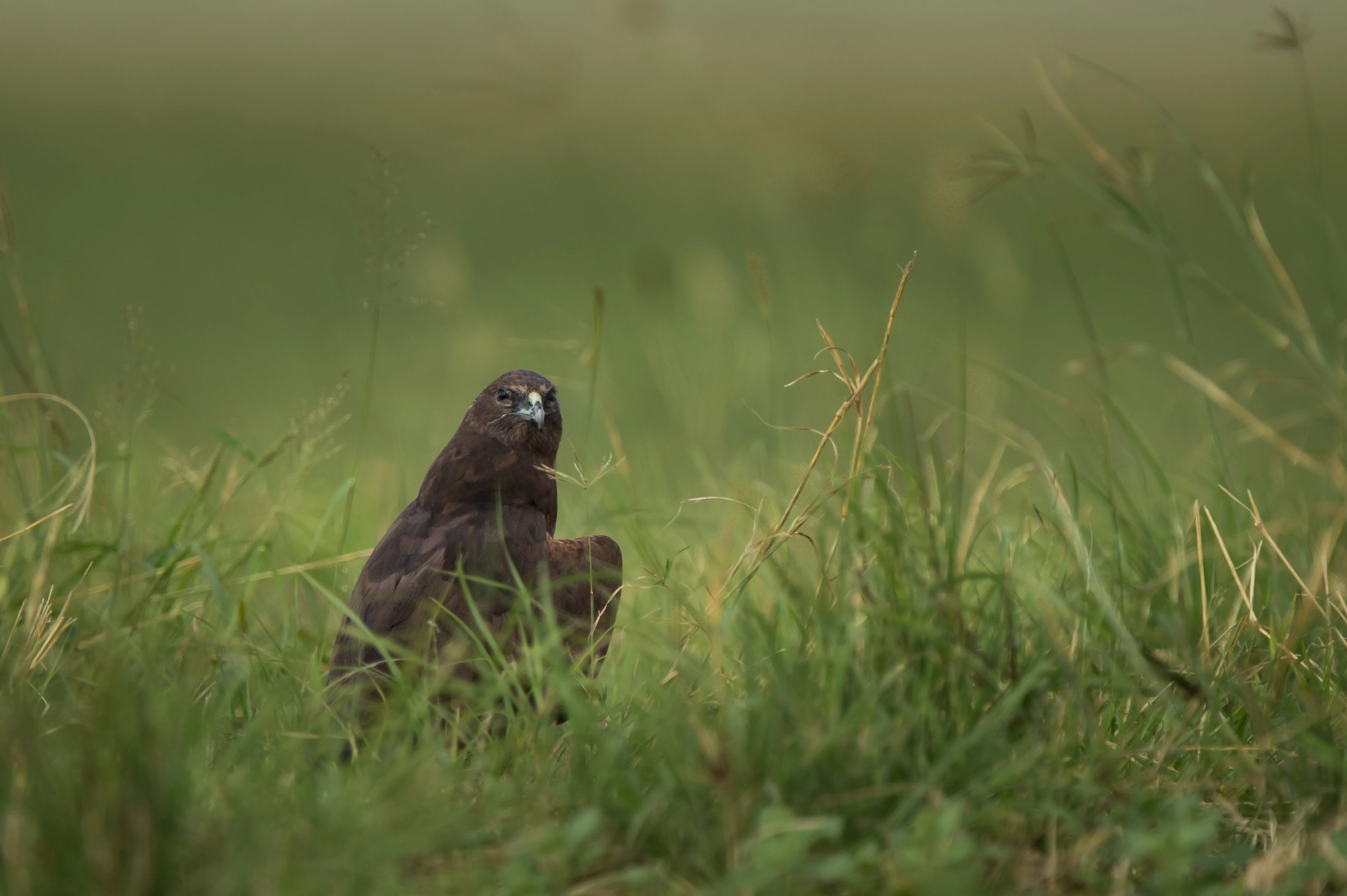 Nikon D4S sample photo. Pallid harrier photography