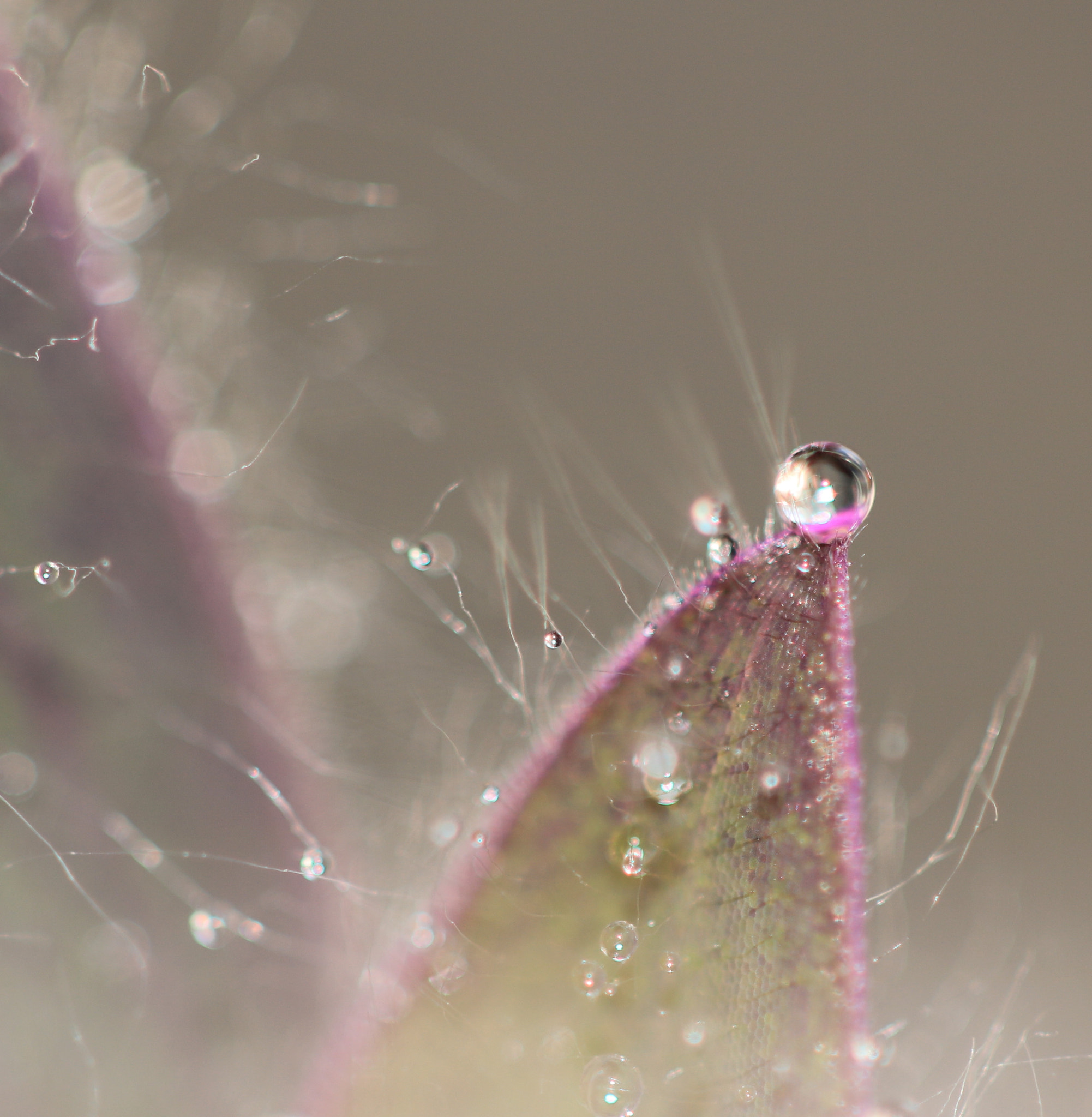 Canon EF 100mm F2.8 Macro USM sample photo. Plante photography