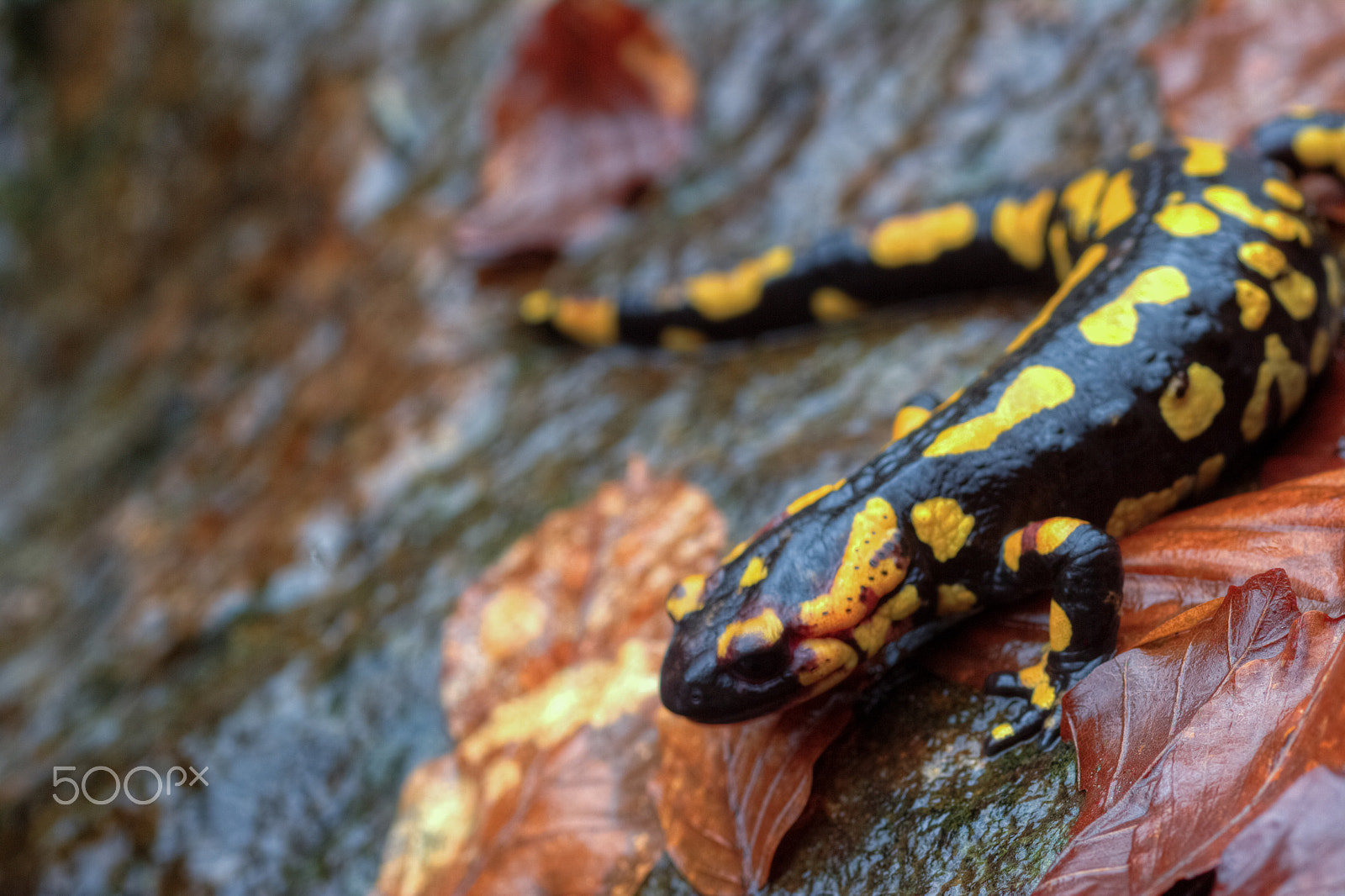 Canon EF 100mm F2.8 Macro USM sample photo. Armanda, the salamender photography