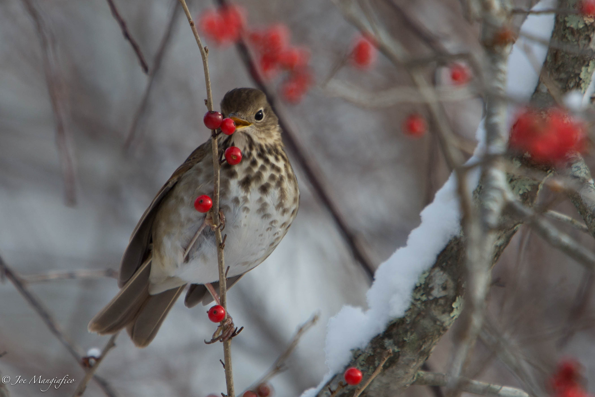 Canon EF 70-200mm F2.8L USM sample photo. Thrush in winter photography