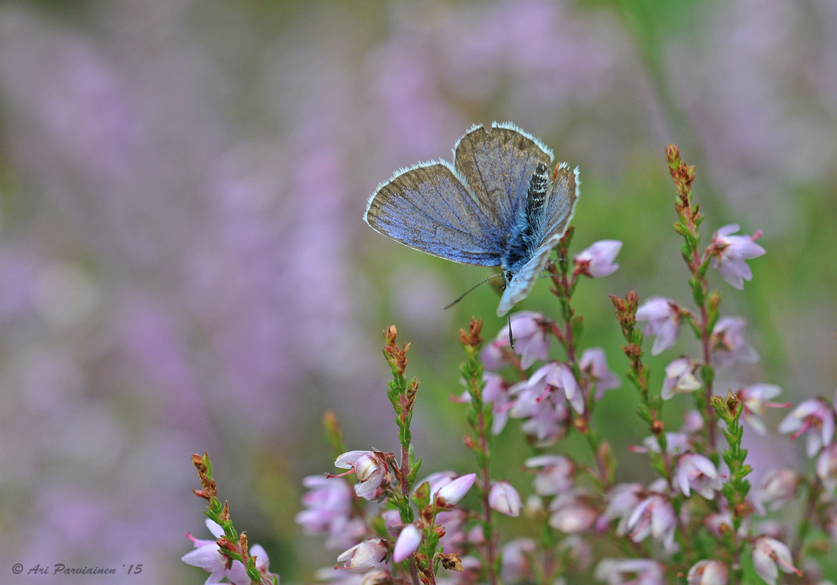 Sigma 150mm F2.8 EX DG OS Macro HSM sample photo. Blue on heather photography