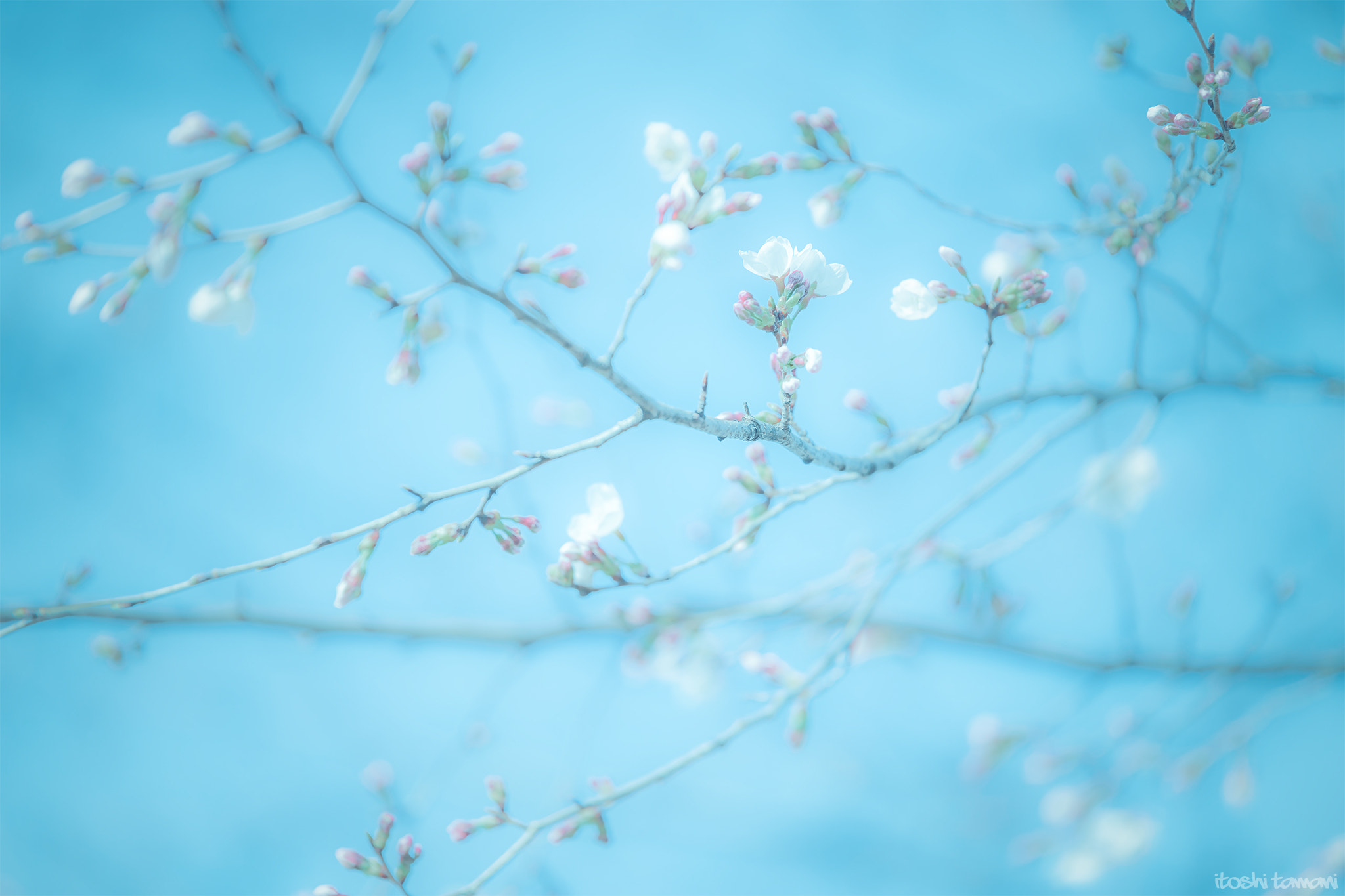 Tamron SP 70-200mm F2.8 Di VC USD sample photo. Awakening photography