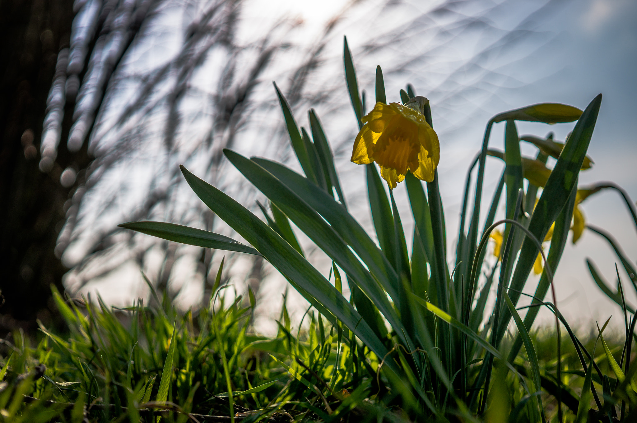 Sony Alpha NEX-5R + Sigma 30mm F2.8 EX DN sample photo. Narcissus photography