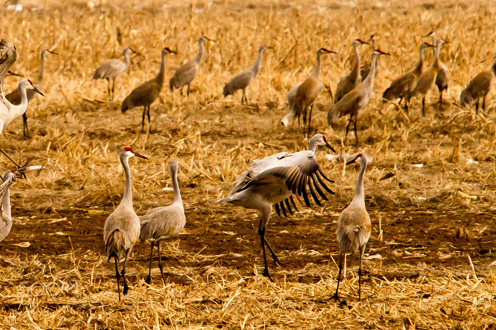 Canon EF 70-200mm F4L IS USM sample photo. Sandhill crane dance photography