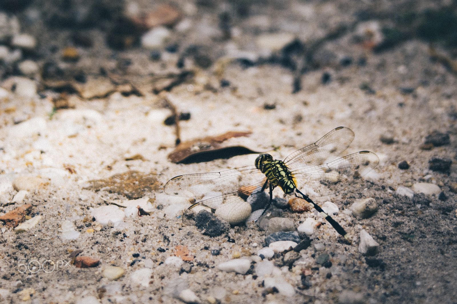 Sony Alpha DSLR-A200 + Sigma 55-200mm F4-5.6 DC sample photo. Dragonfly photography