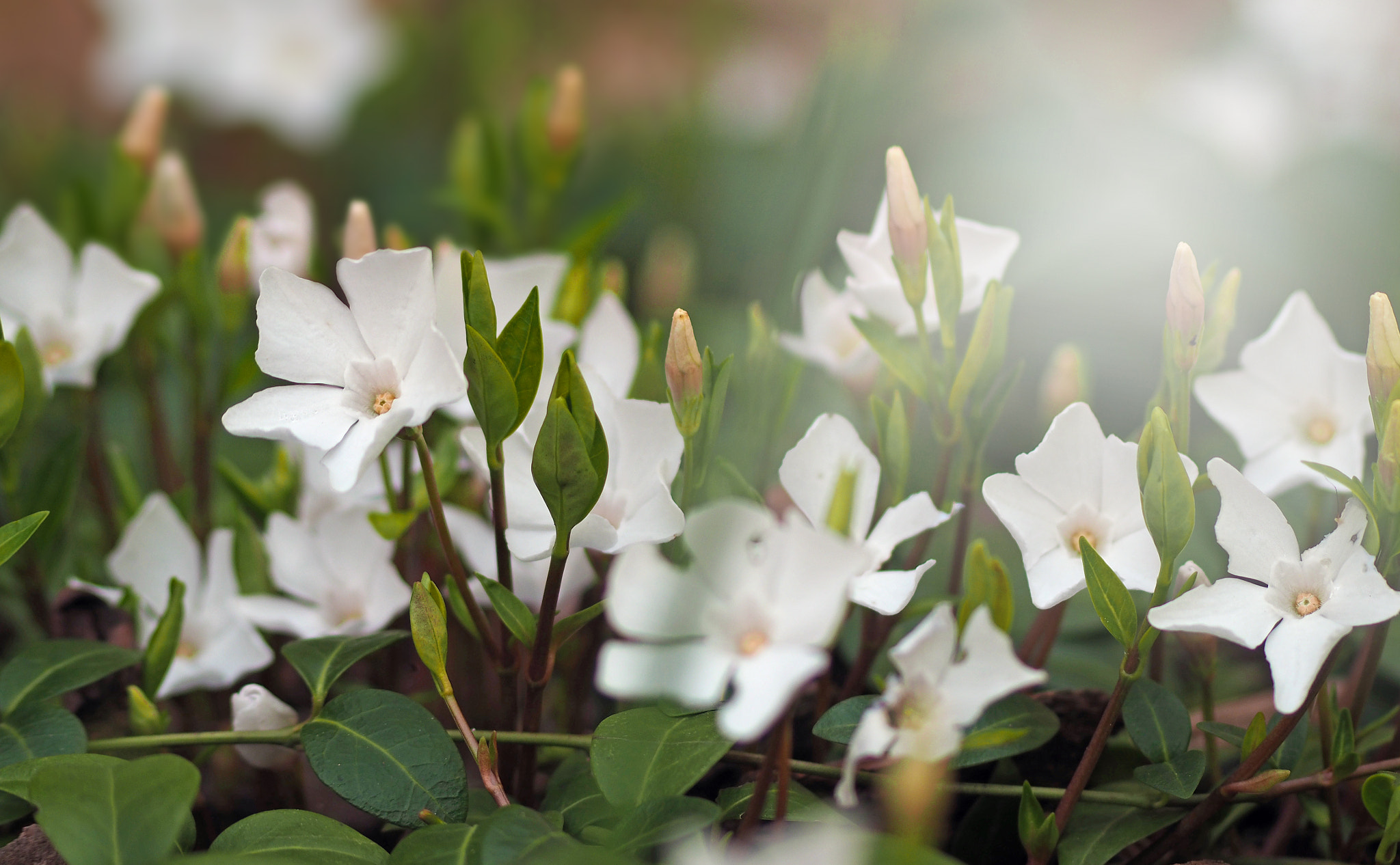 Olympus Zuiko Digital ED 70-300mm F4.0-5.6 sample photo. White flower photography