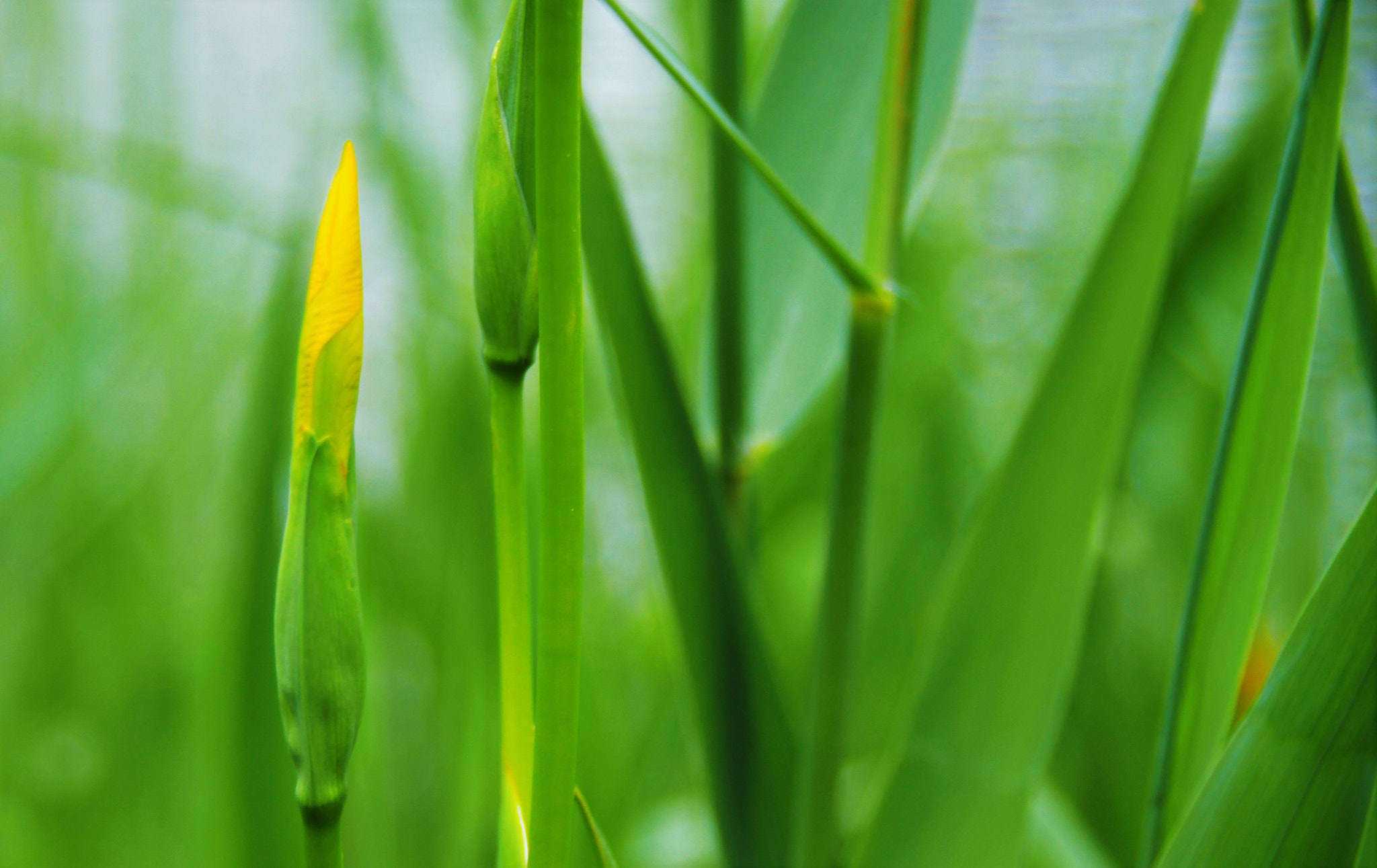 Sony SLT-A55 (SLT-A55V) sample photo. Paleyellow iris photography