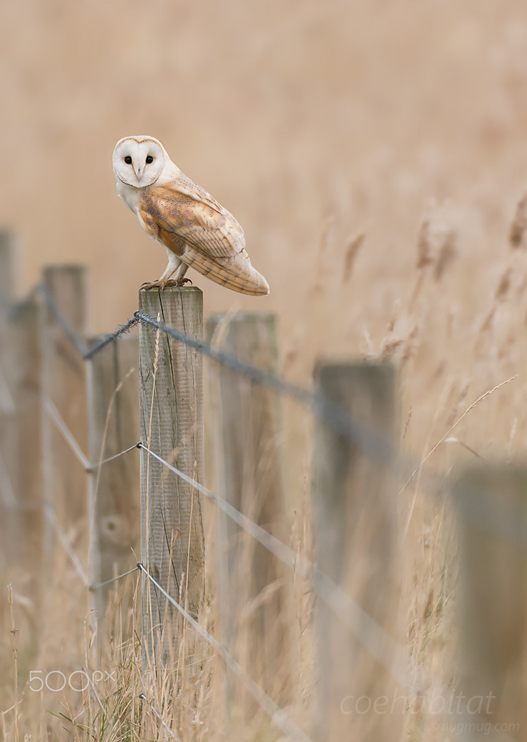 Nikon AF-S Nikkor 200-400mm F4G ED-IF VR sample photo. Barn owl on fence photography