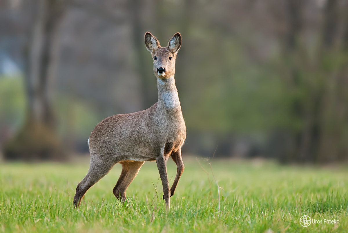 Nikon AF-S Nikkor 200-400mm F4G ED-IF VR sample photo. Roe deer photography