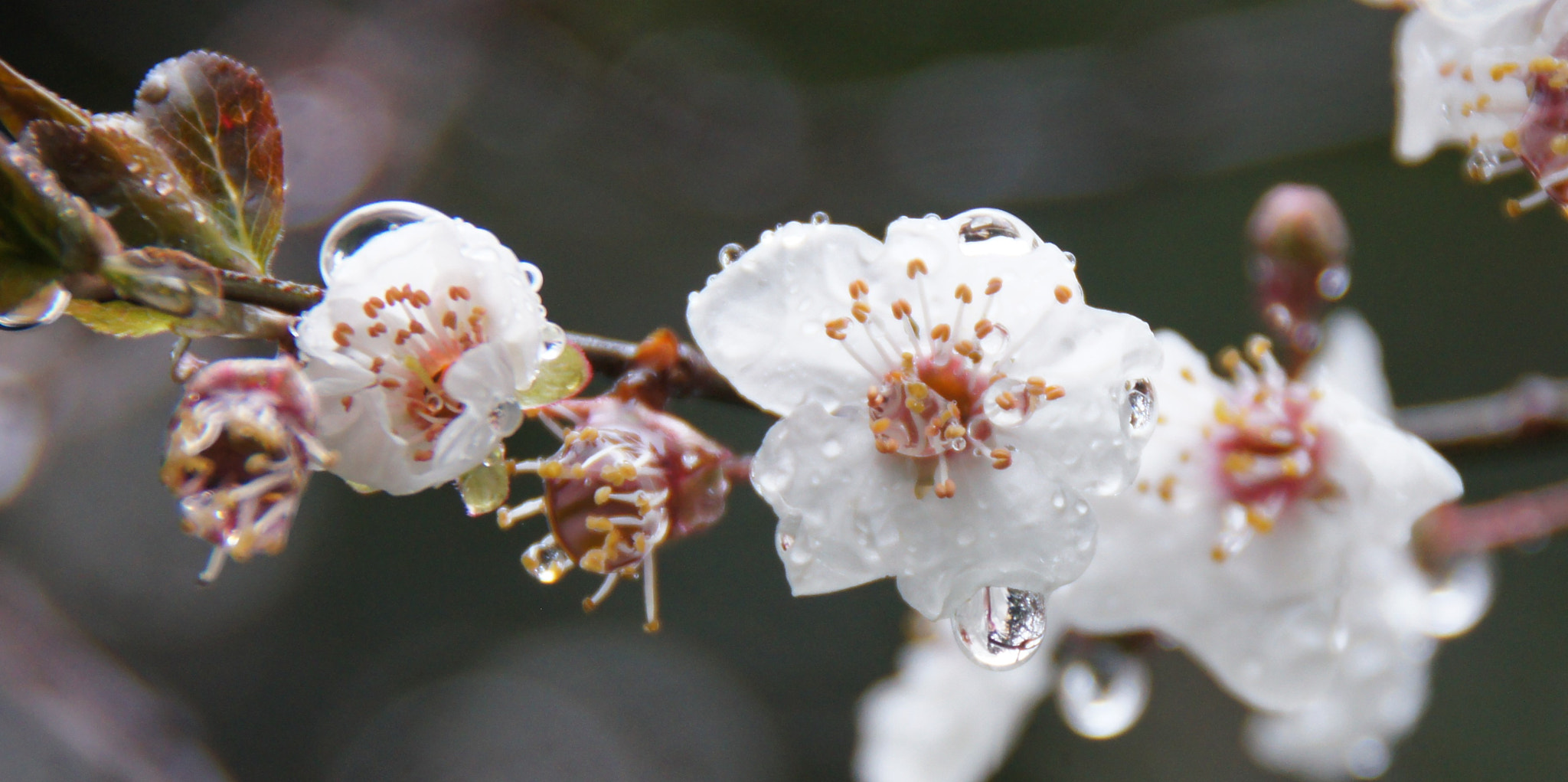 Sony SLT-A55 (SLT-A55V) sample photo. Rain drop 2 photography