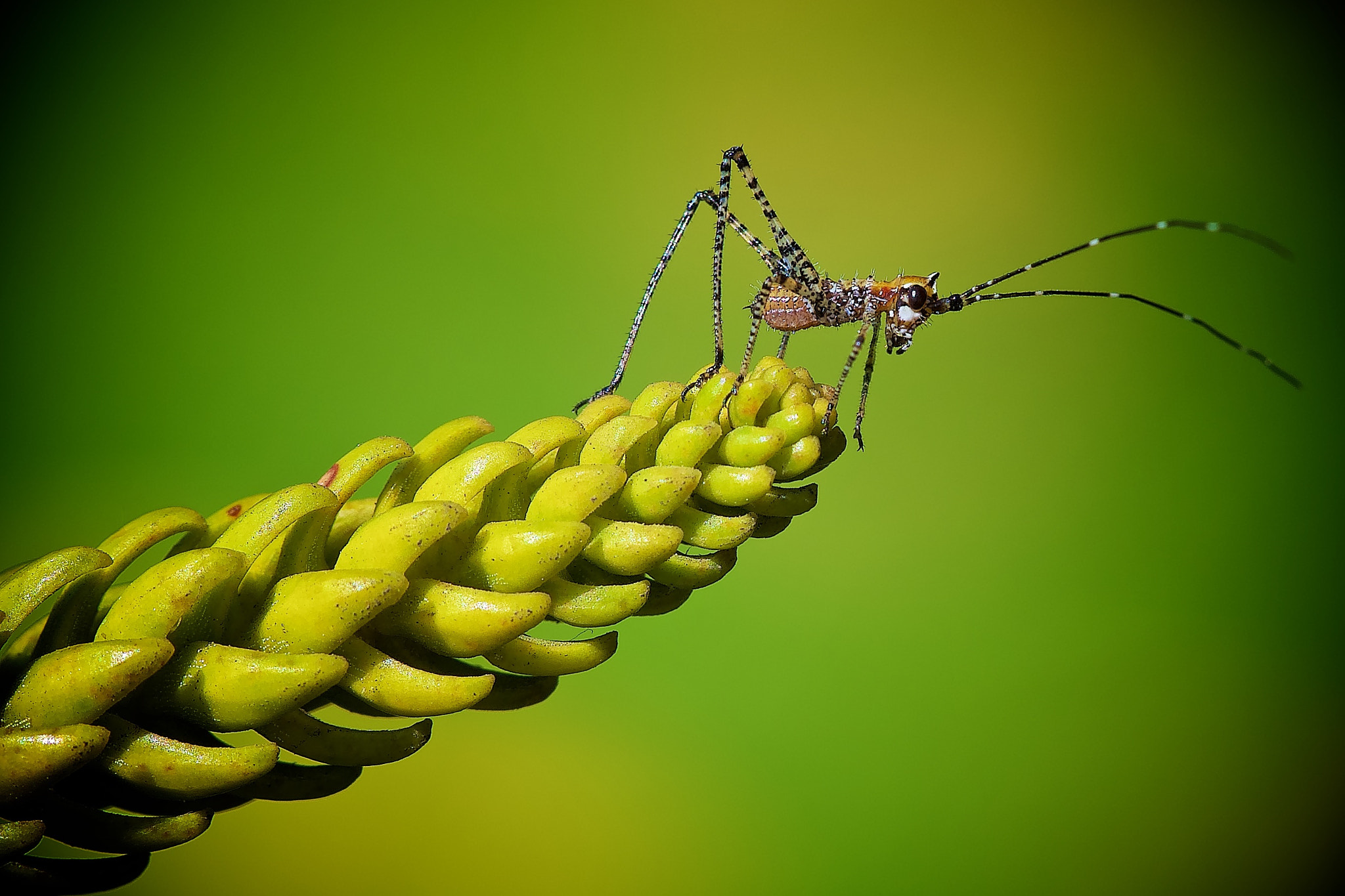 Sony a7R II + Sony FE 90mm F2.8 Macro G OSS sample photo. Tiny dinosaur.jpg photography