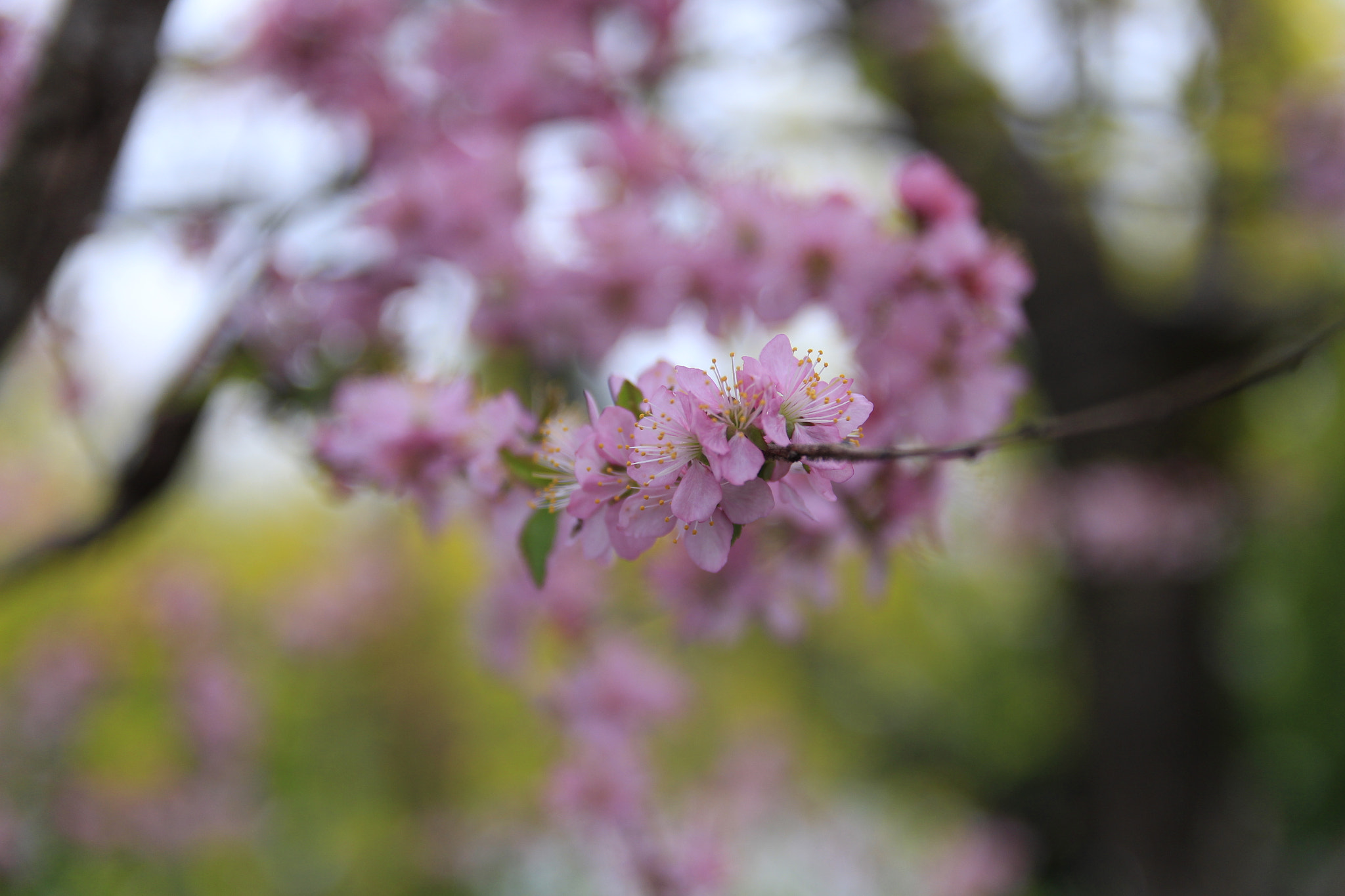Canon EOS 700D (EOS Rebel T5i / EOS Kiss X7i) sample photo