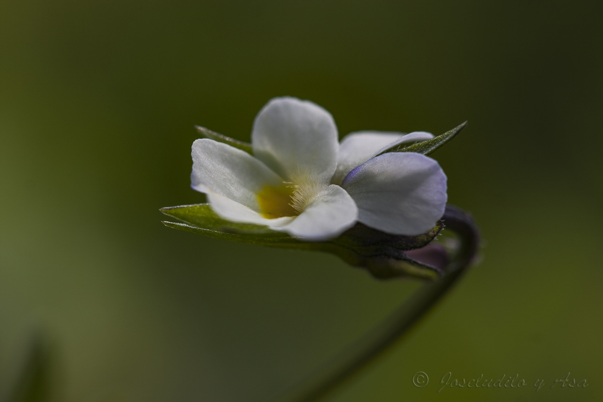 Canon EF-S 60mm F2.8 Macro USM sample photo. A dos centímetros del suelo.two centimeters of soi photography