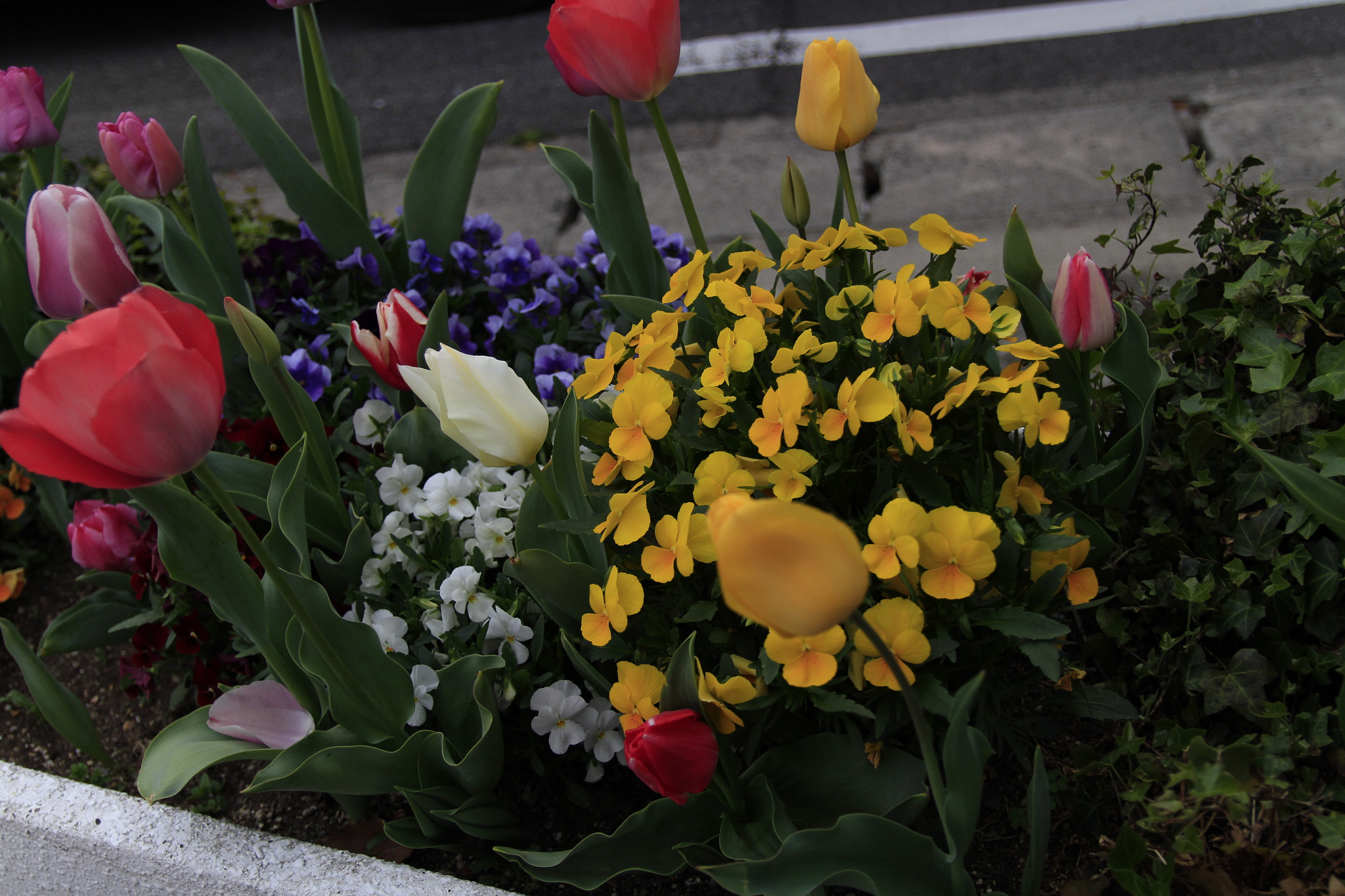Canon EOS 700D (EOS Rebel T5i / EOS Kiss X7i) sample photo