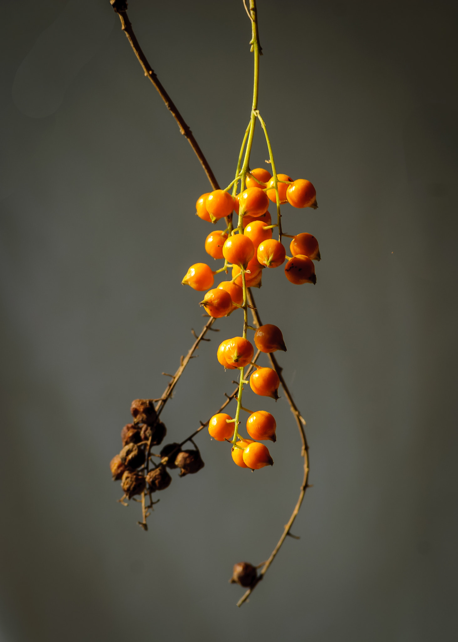 Nikon D40X sample photo. Still photography