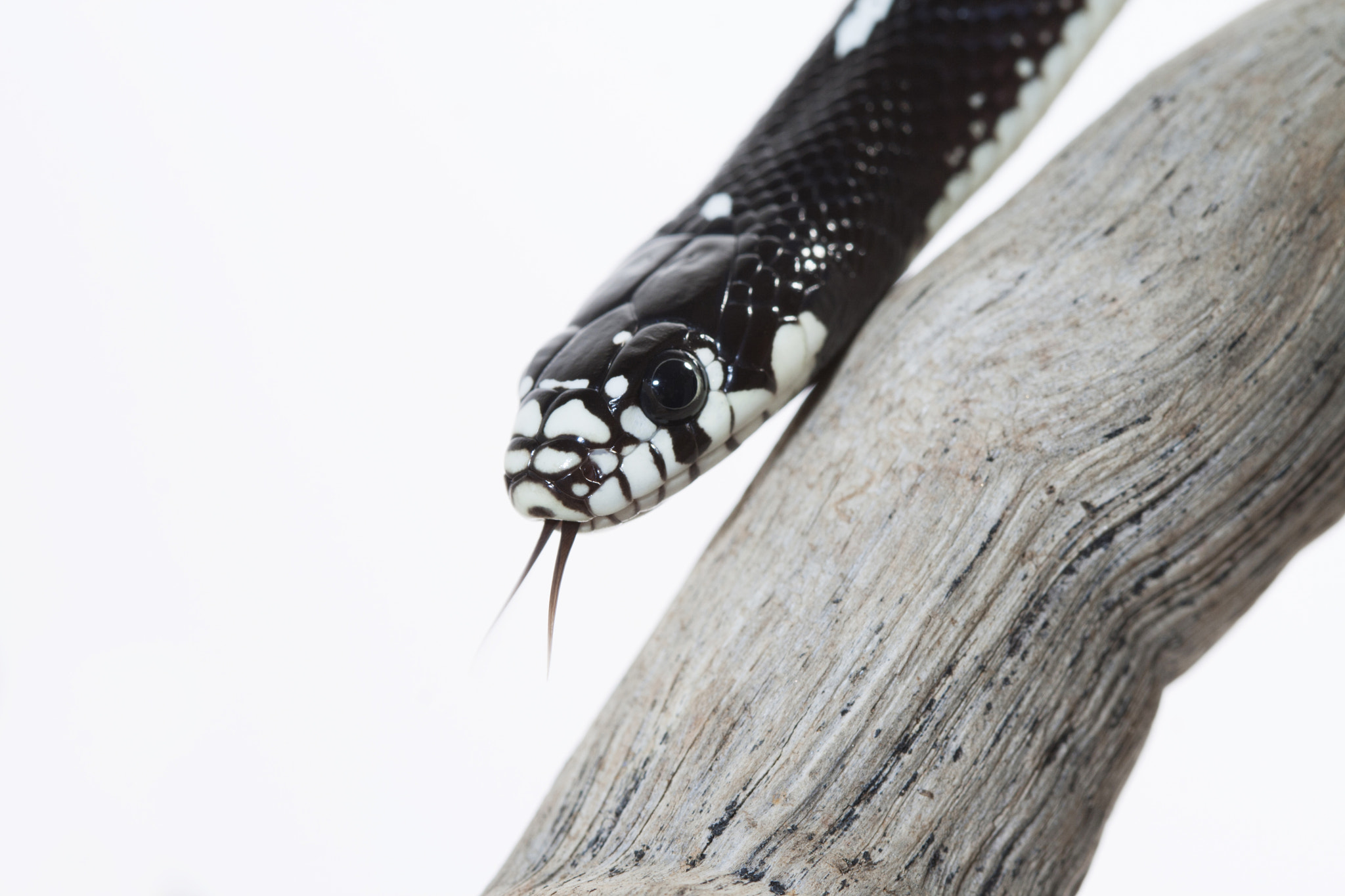 Canon EOS 400D (EOS Digital Rebel XTi / EOS Kiss Digital X) + Canon EF 100mm F2.8 Macro USM sample photo. Close-up of black snake on tree trunk photography
