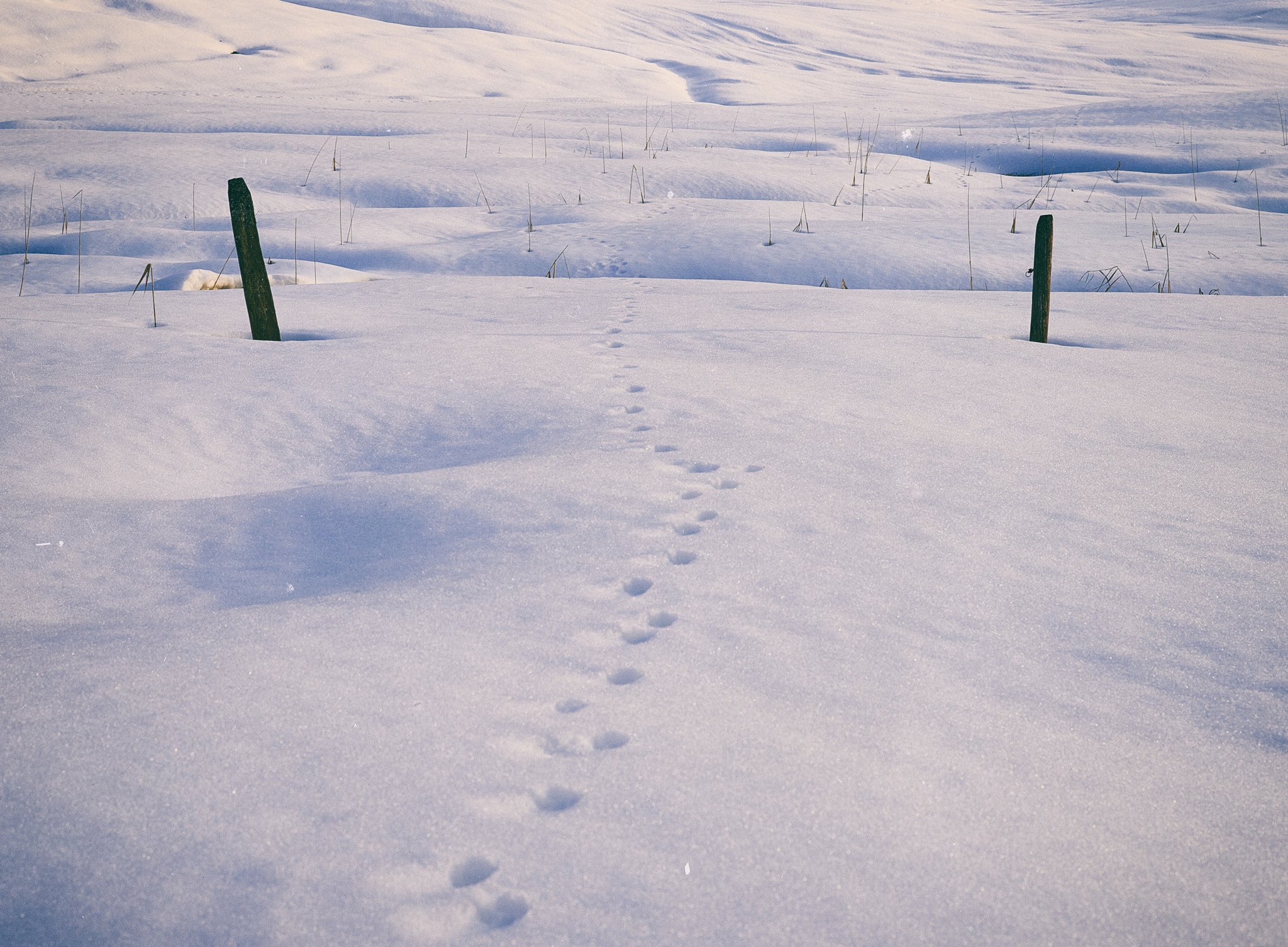 Leica M (Typ 240) sample photo. The path photography