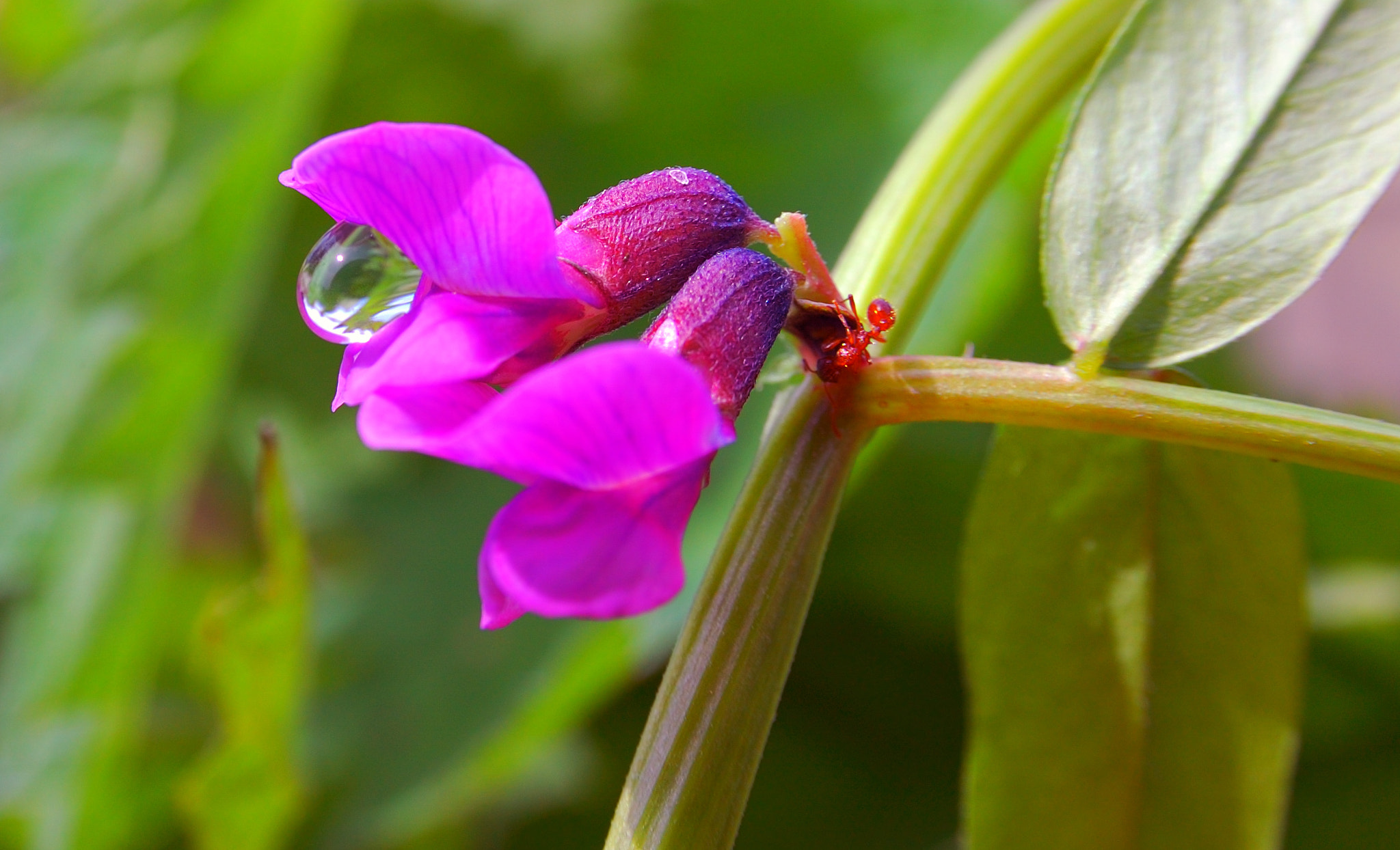 Nikon D40 + Sigma 18-50mm F2.8 EX DC Macro sample photo. Flowering sweet peas photography