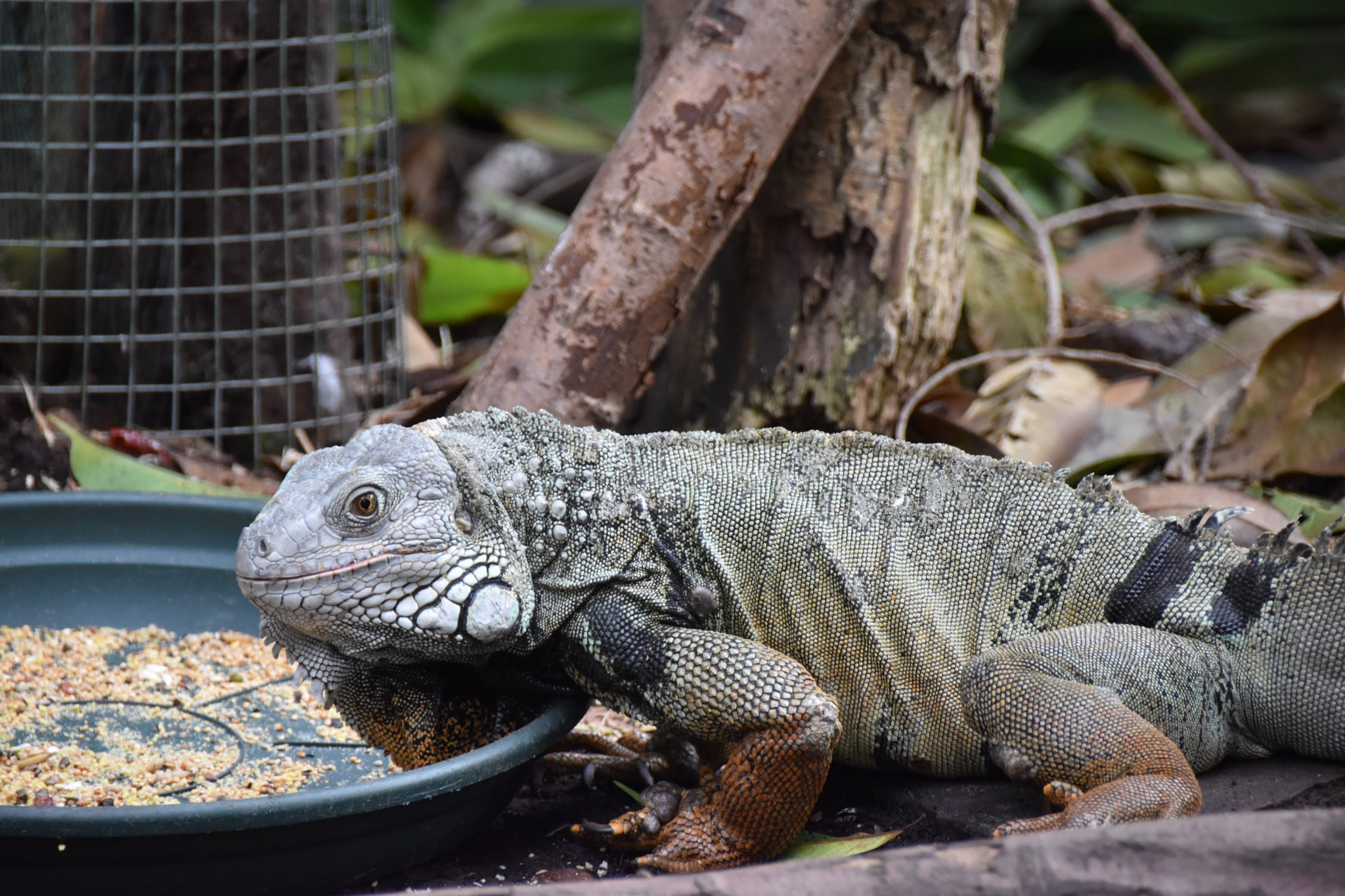 Sigma 18-250mm F3.5-6.3 DC Macro OS HSM sample photo. Reptile photography